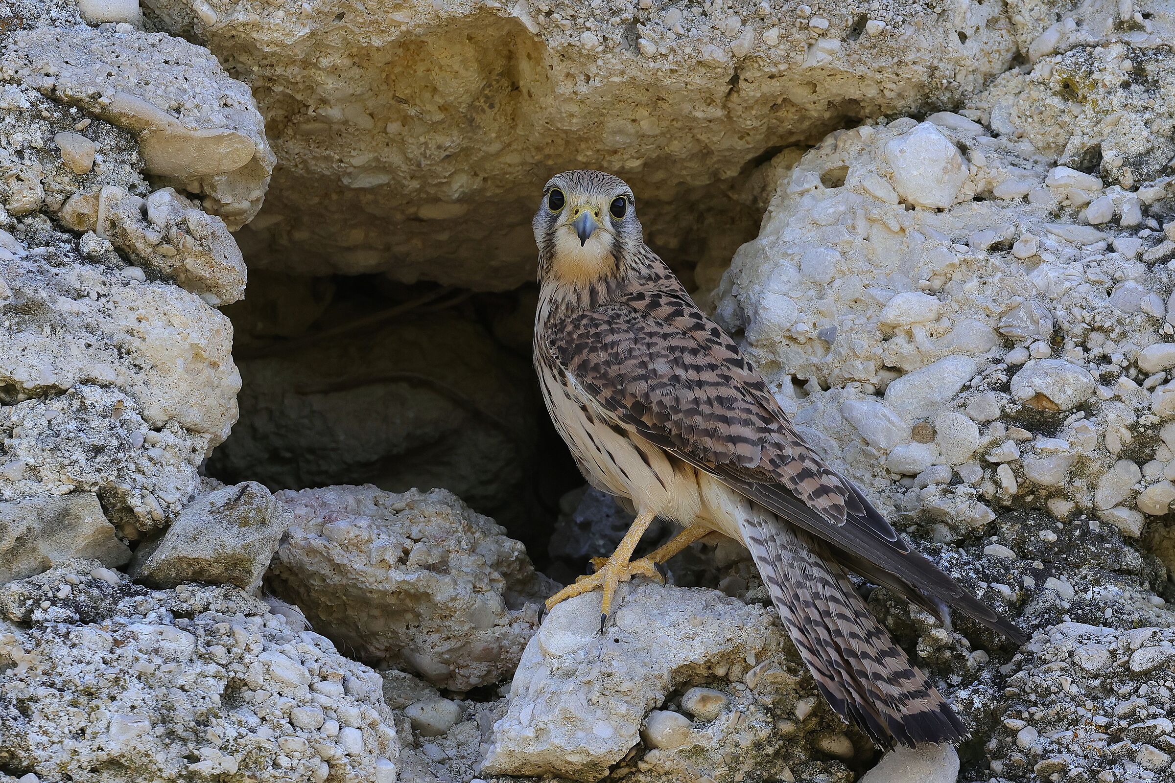Female Kestrel