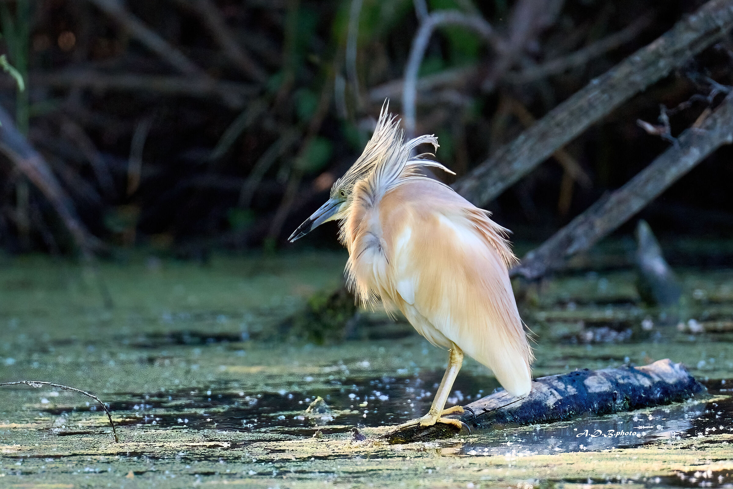 Sgarza ciuffetto al vento