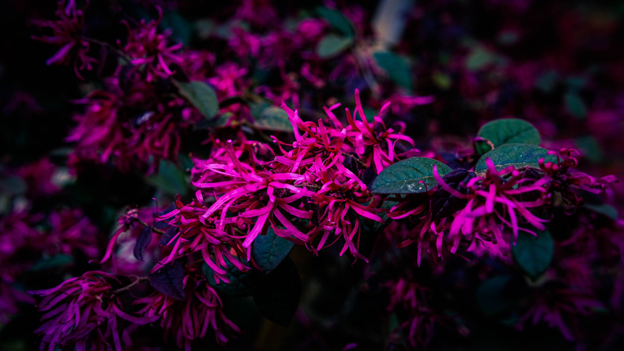 Magenta Explosion