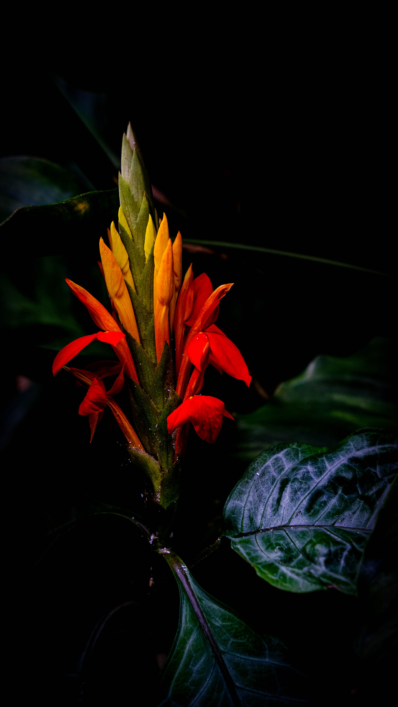 Il Fiore Color Caldo
