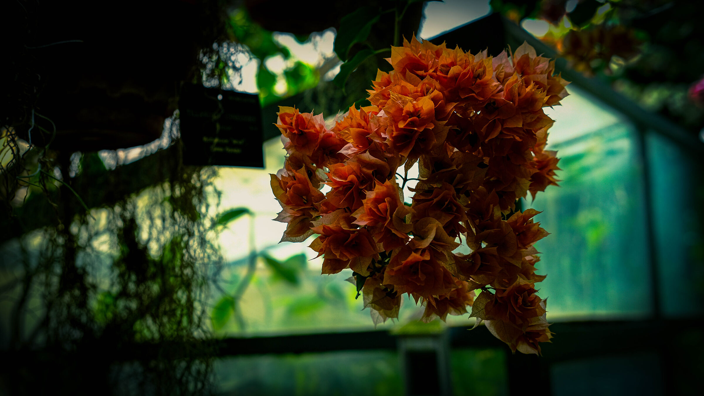 Faded orange in greenhouse