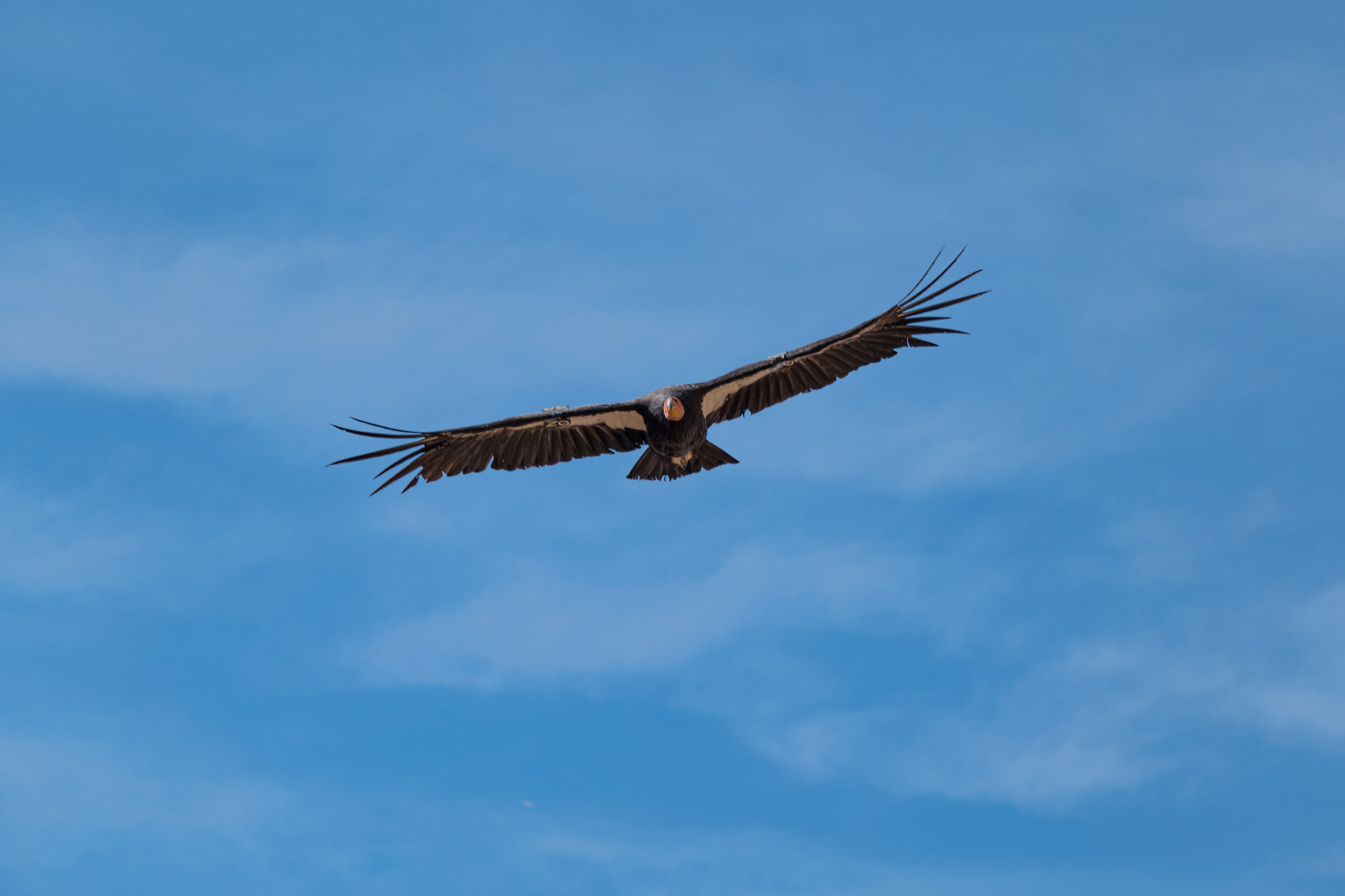 Condor