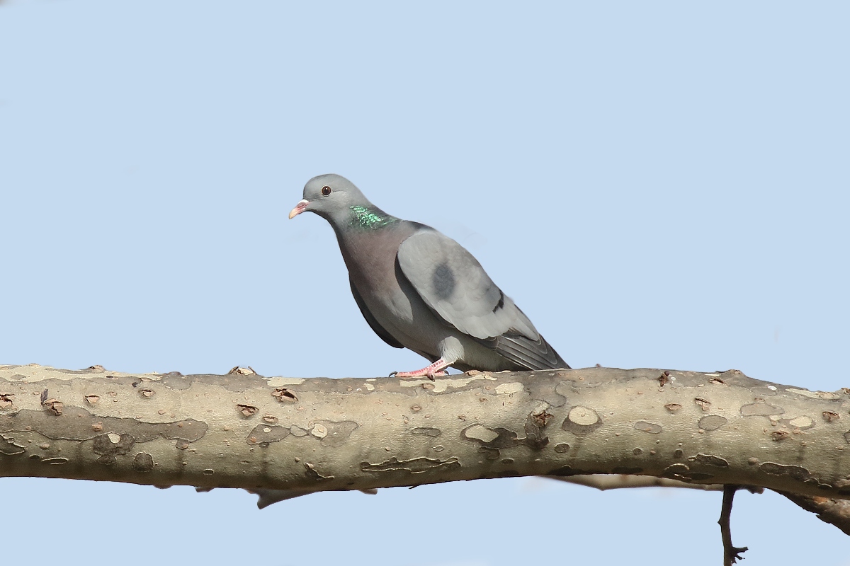 Stock dove