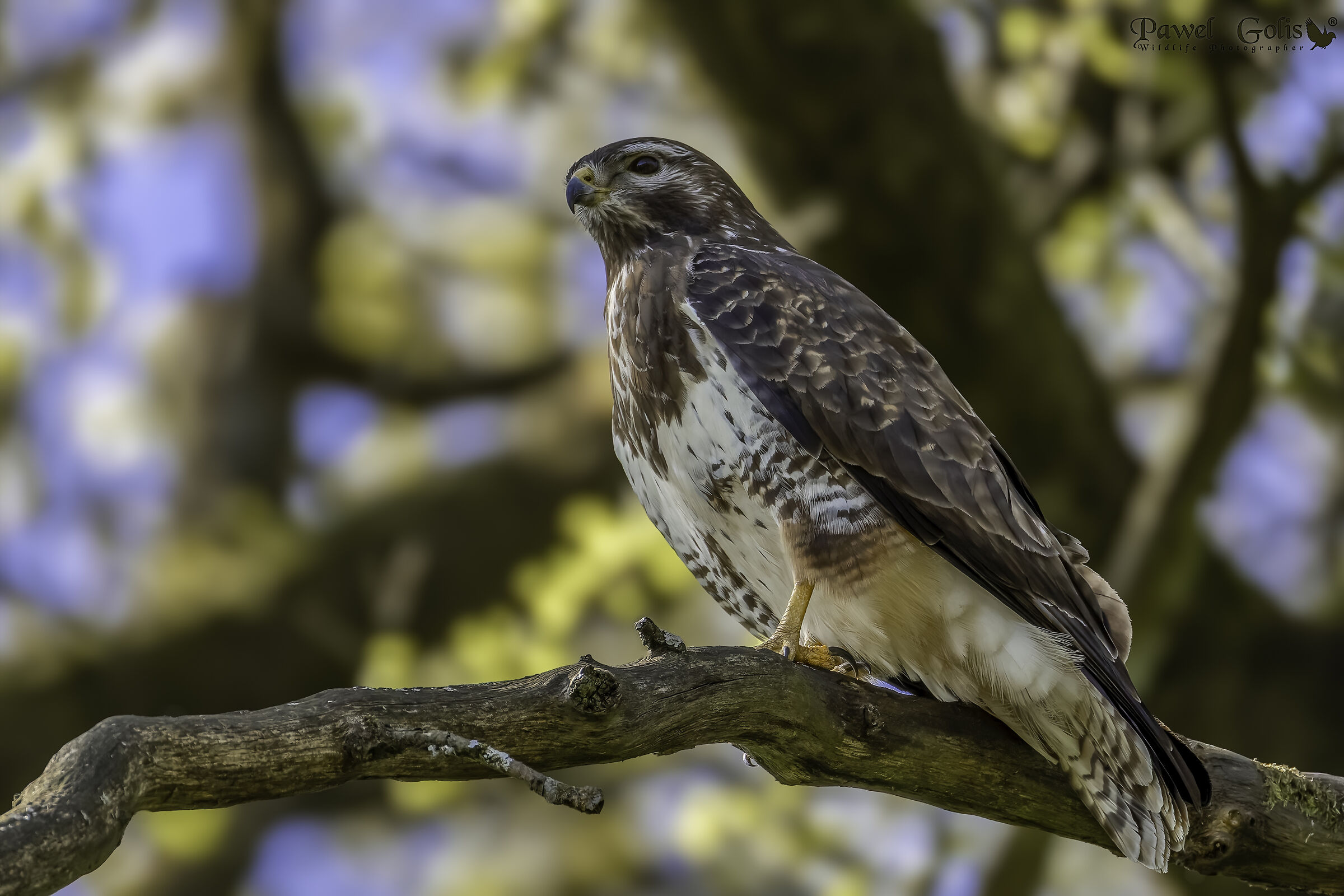 Poiana (Buteo buteo)