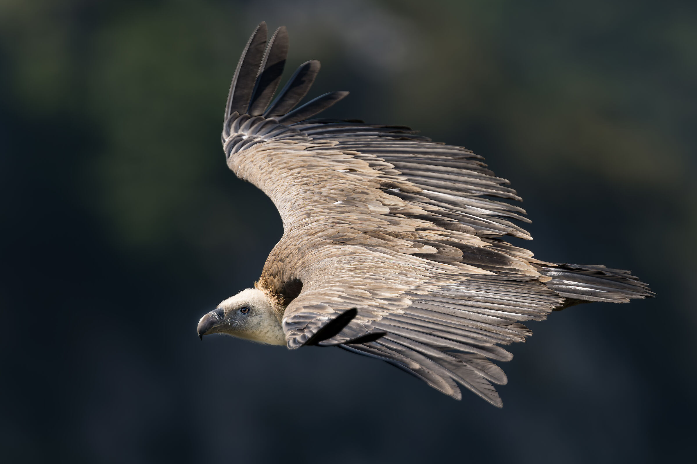 Griffon Vulture - Gorges du Verdon