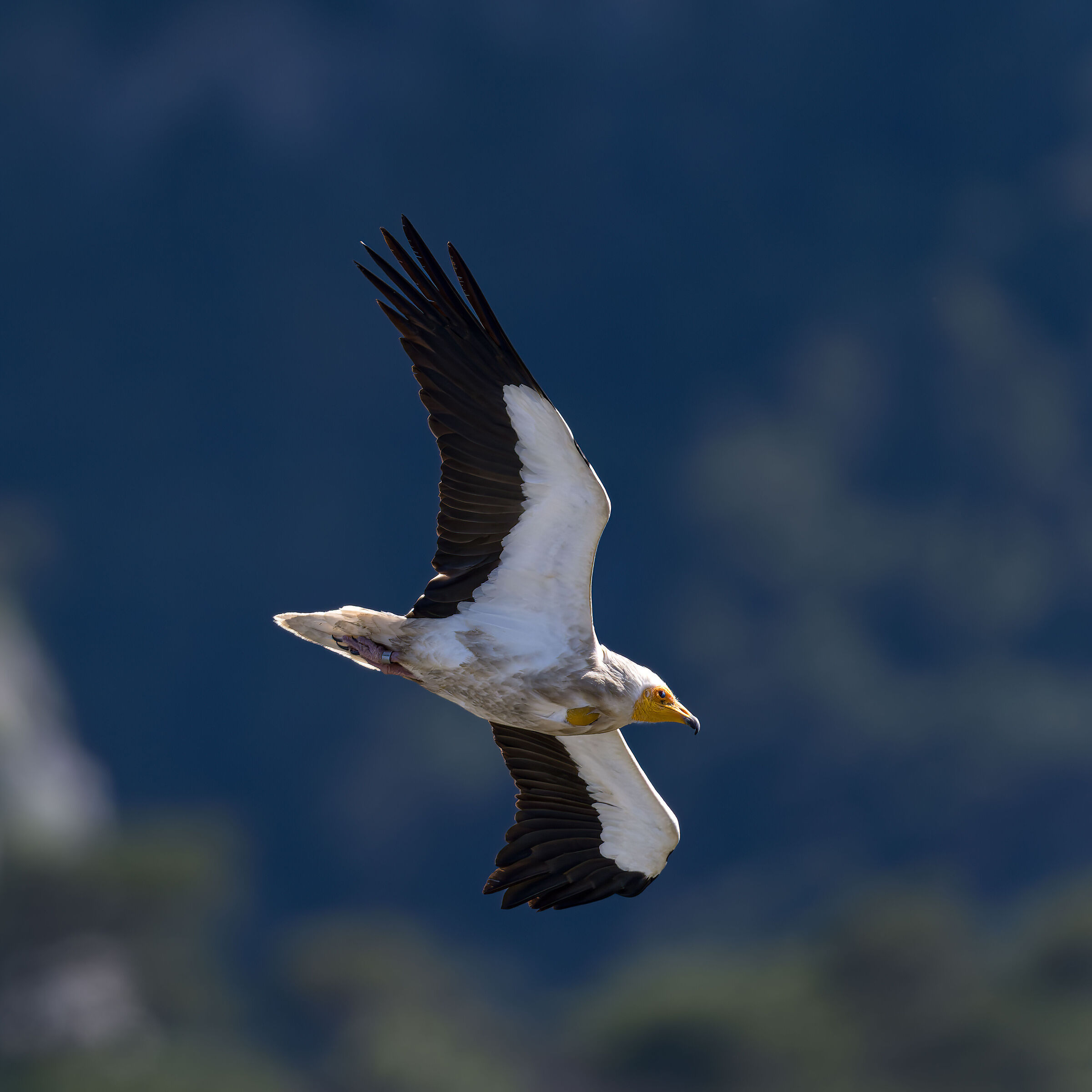 Egyptian vulture - Gorges du Verdon