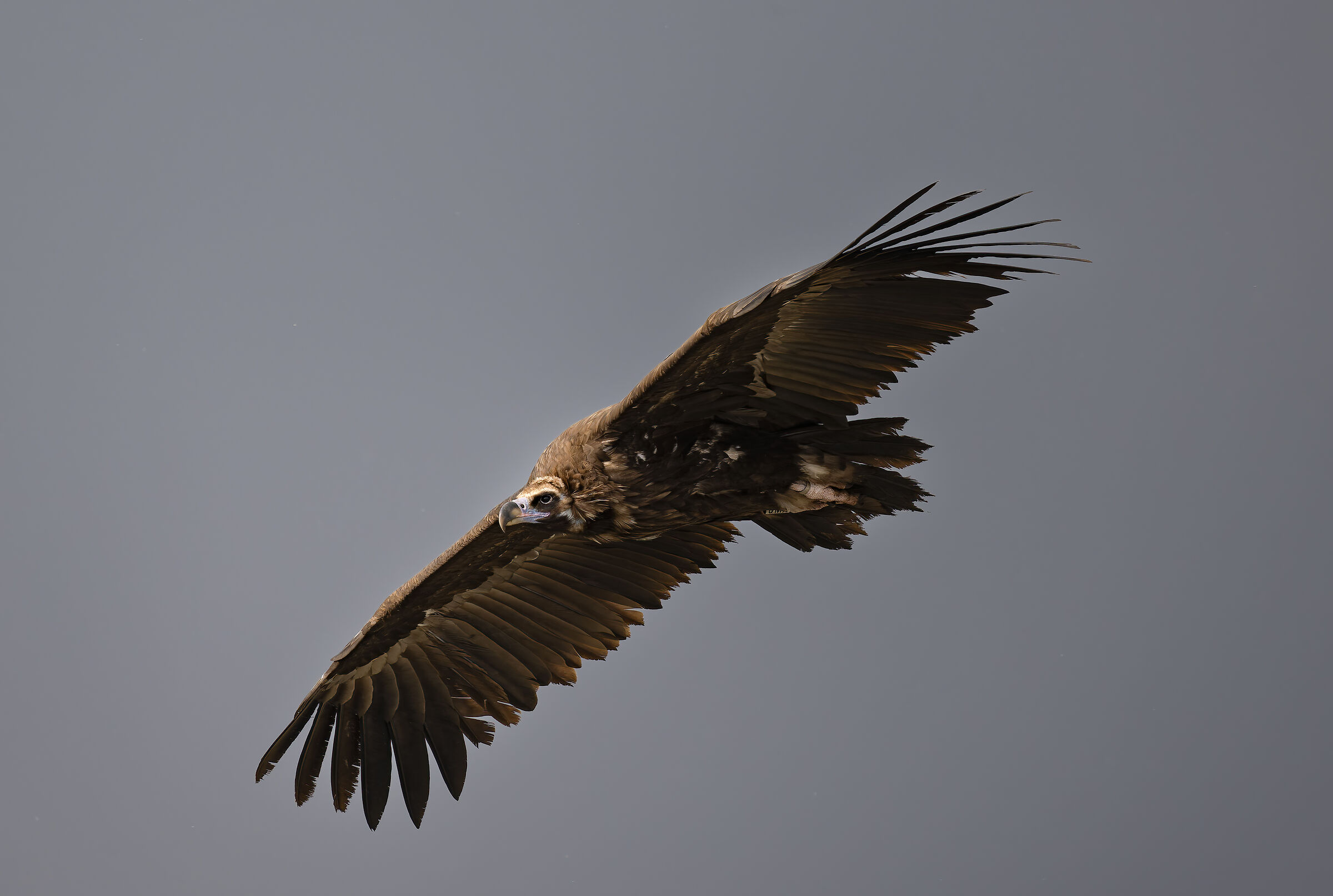 Vulture Monaco - Gorges du Verdon