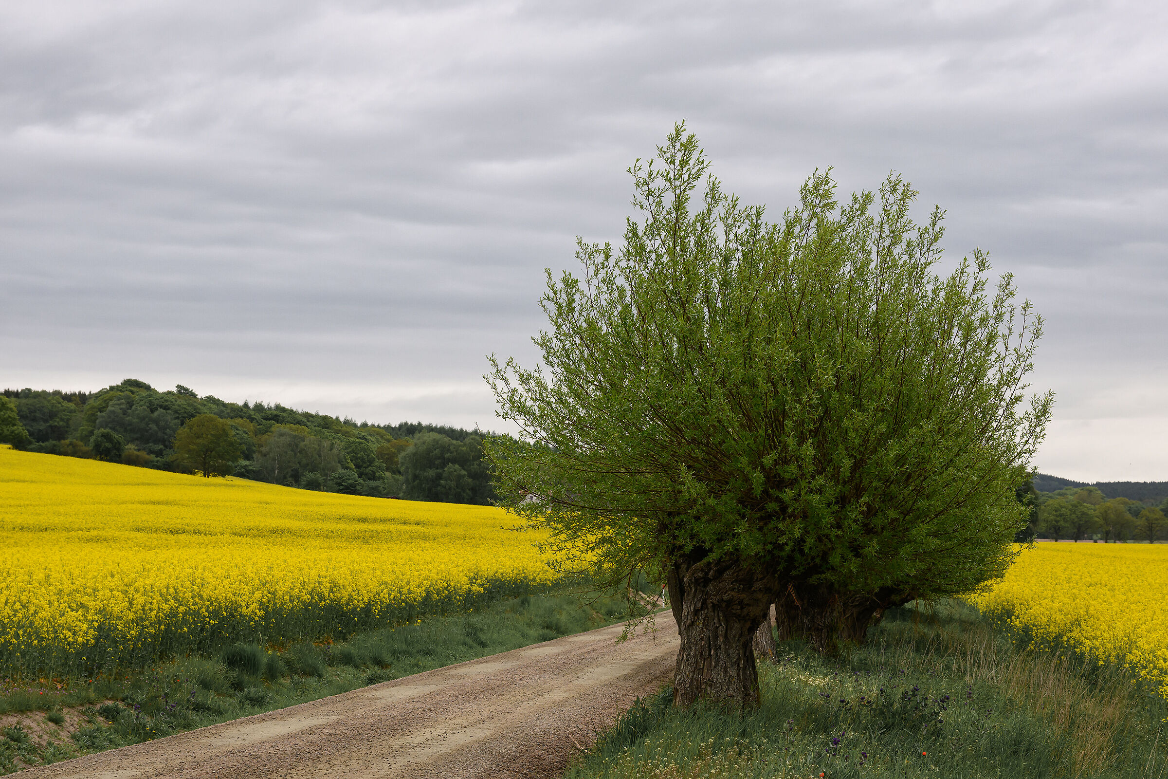 Tra i prati di colza