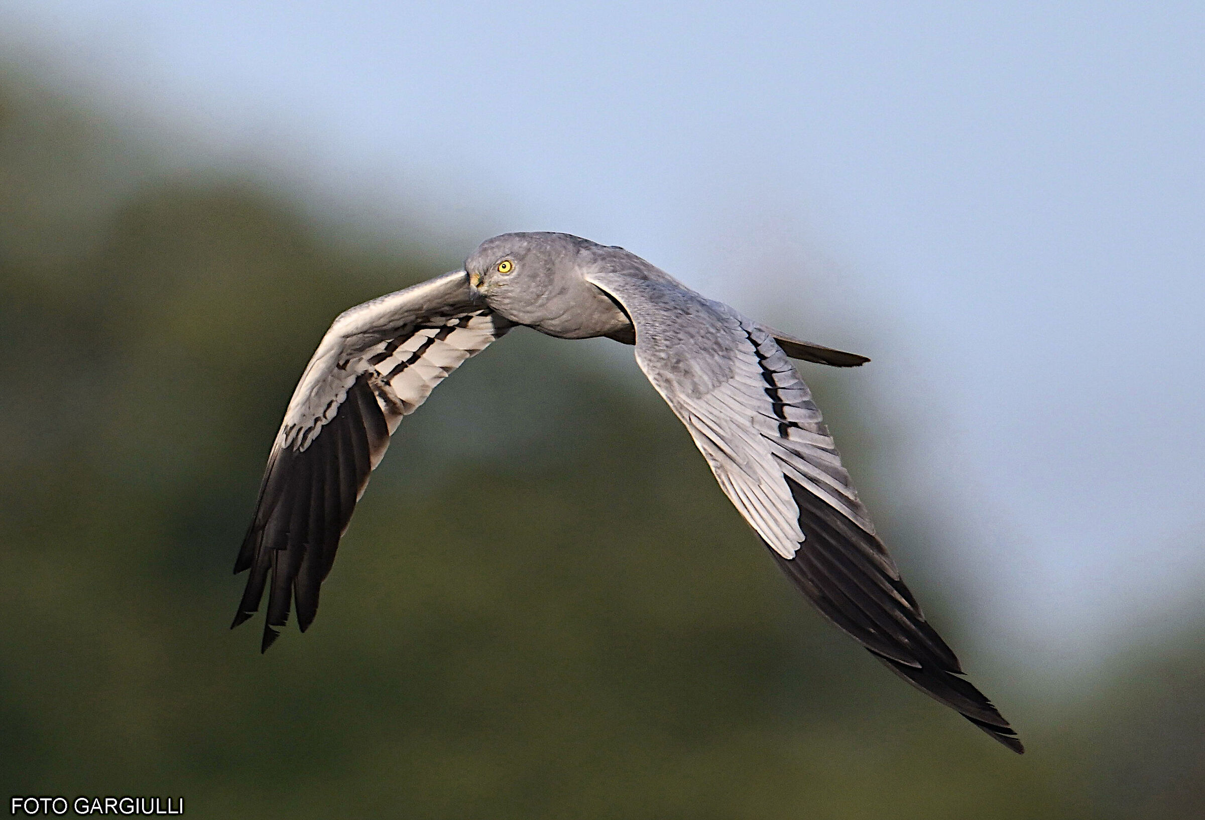 Male Harrier