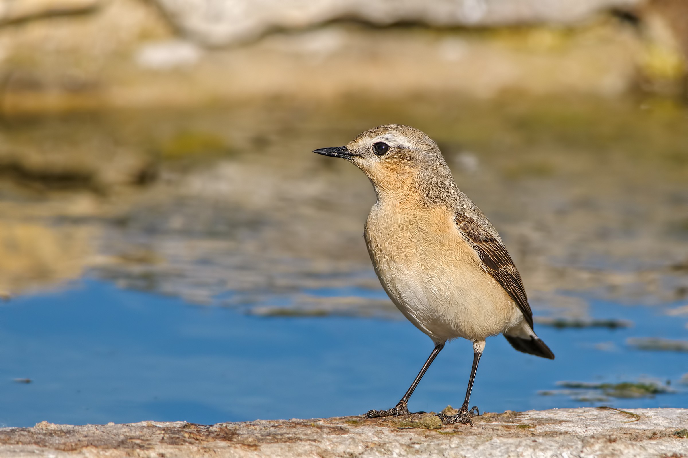 Culbianco (Oenanthe oenanthe)
