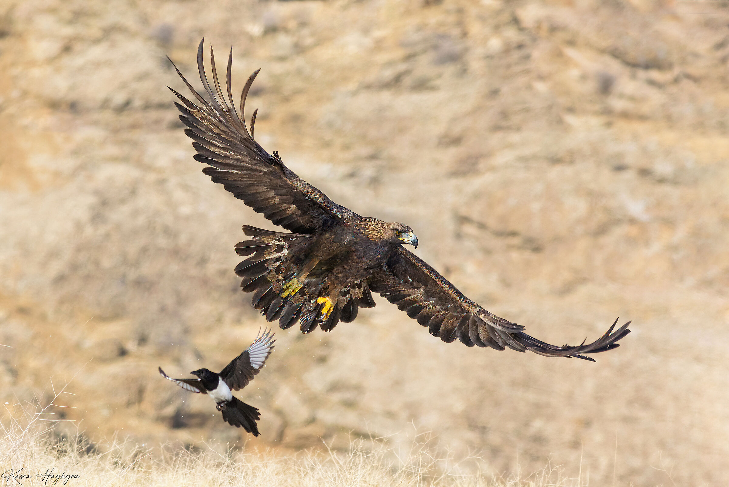 Golden eagle and Magpie!