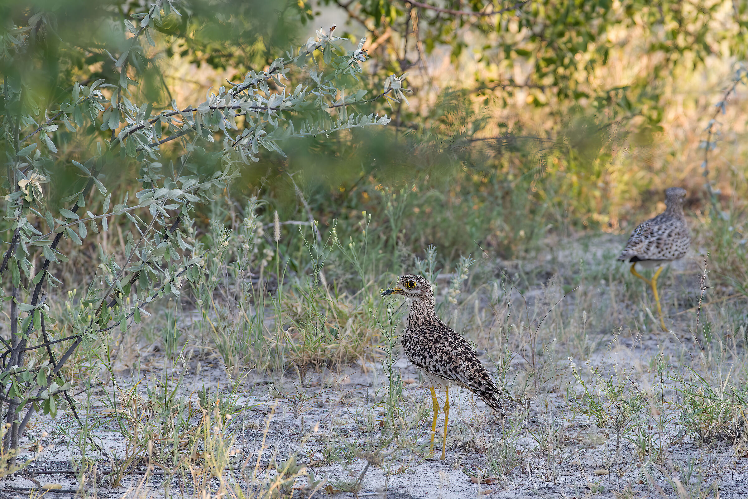 Spotted curlew (Burhinus capensis)