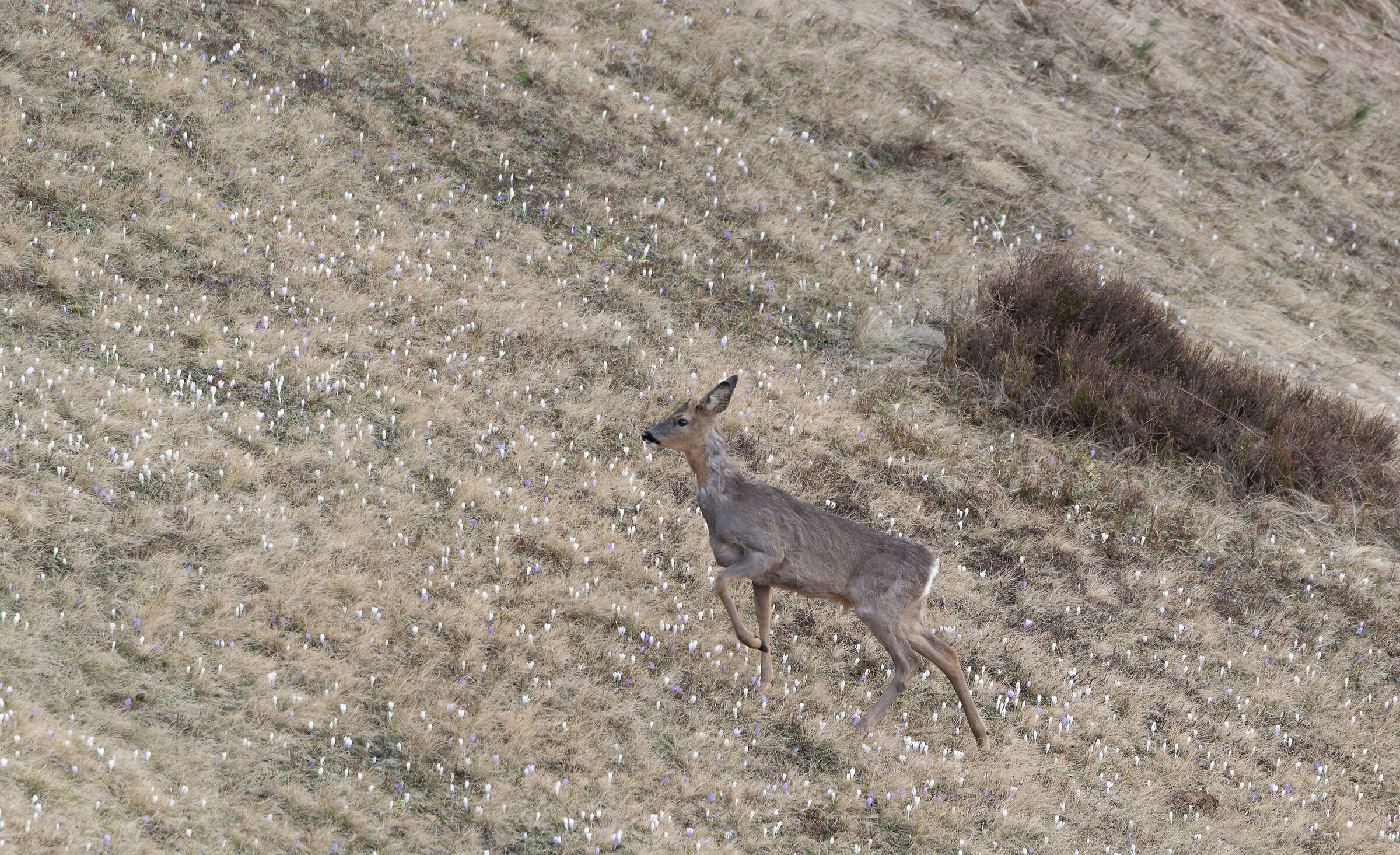 Spring molt, roe deer among the crocuses.