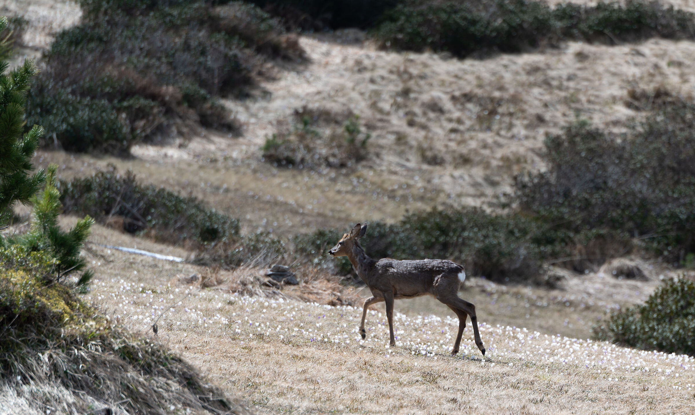 Muta primaverile, capriolo tra i crochi.