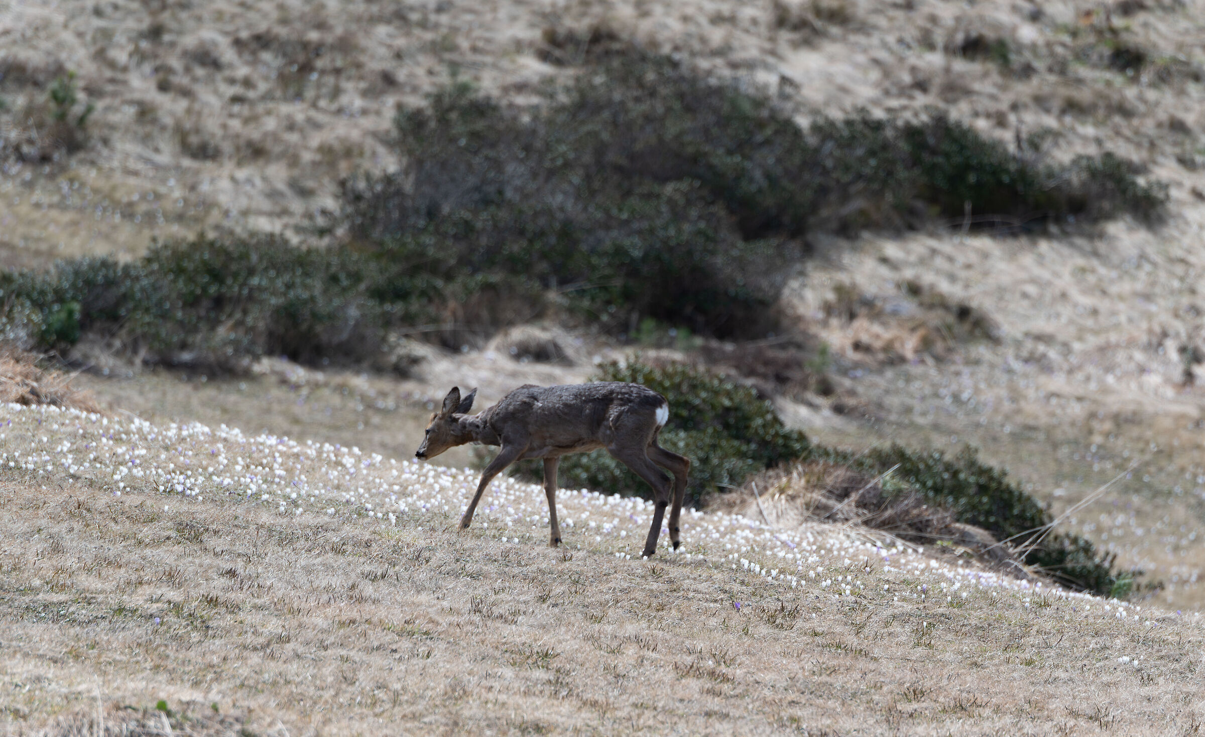 Muta primaverile, capriolo tra i crochi.