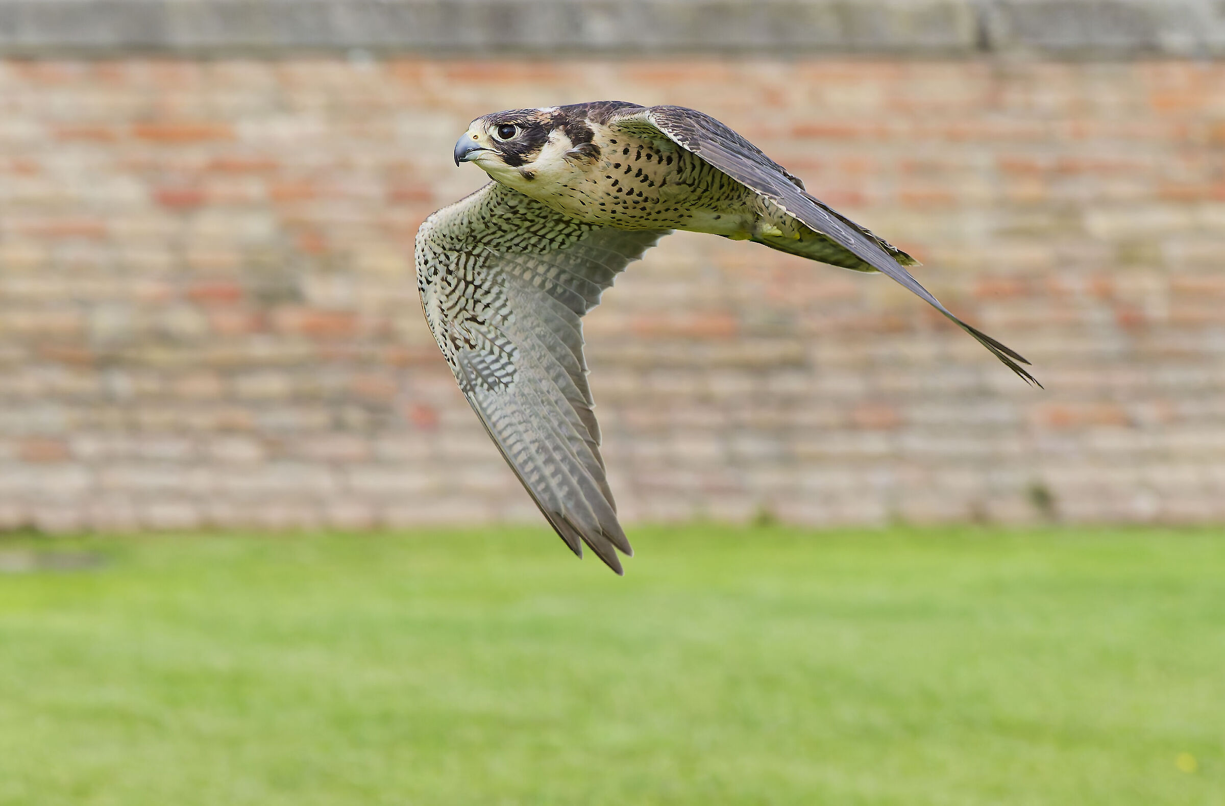 Peregrine