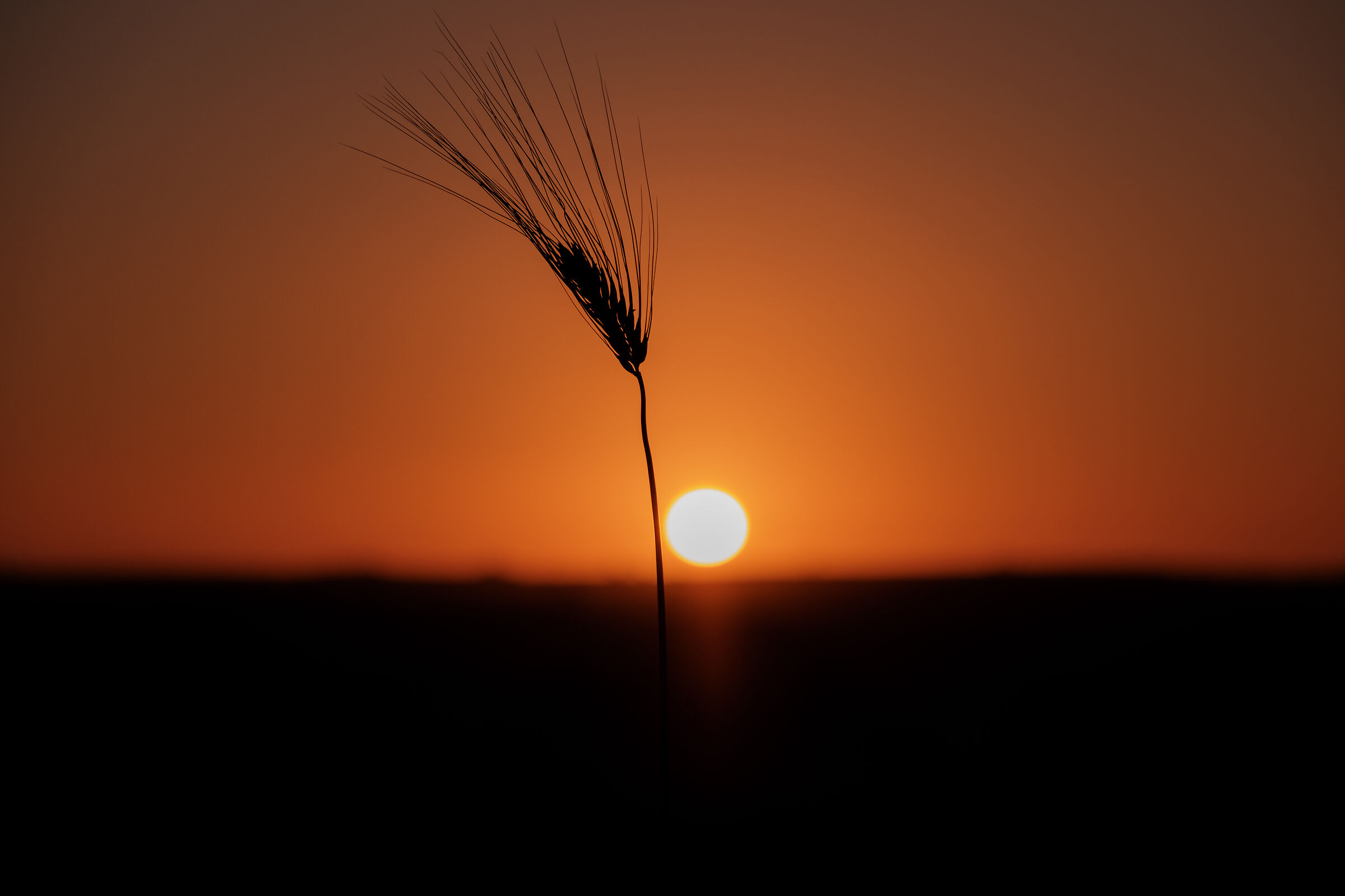 A simple ear of wheat at sunset