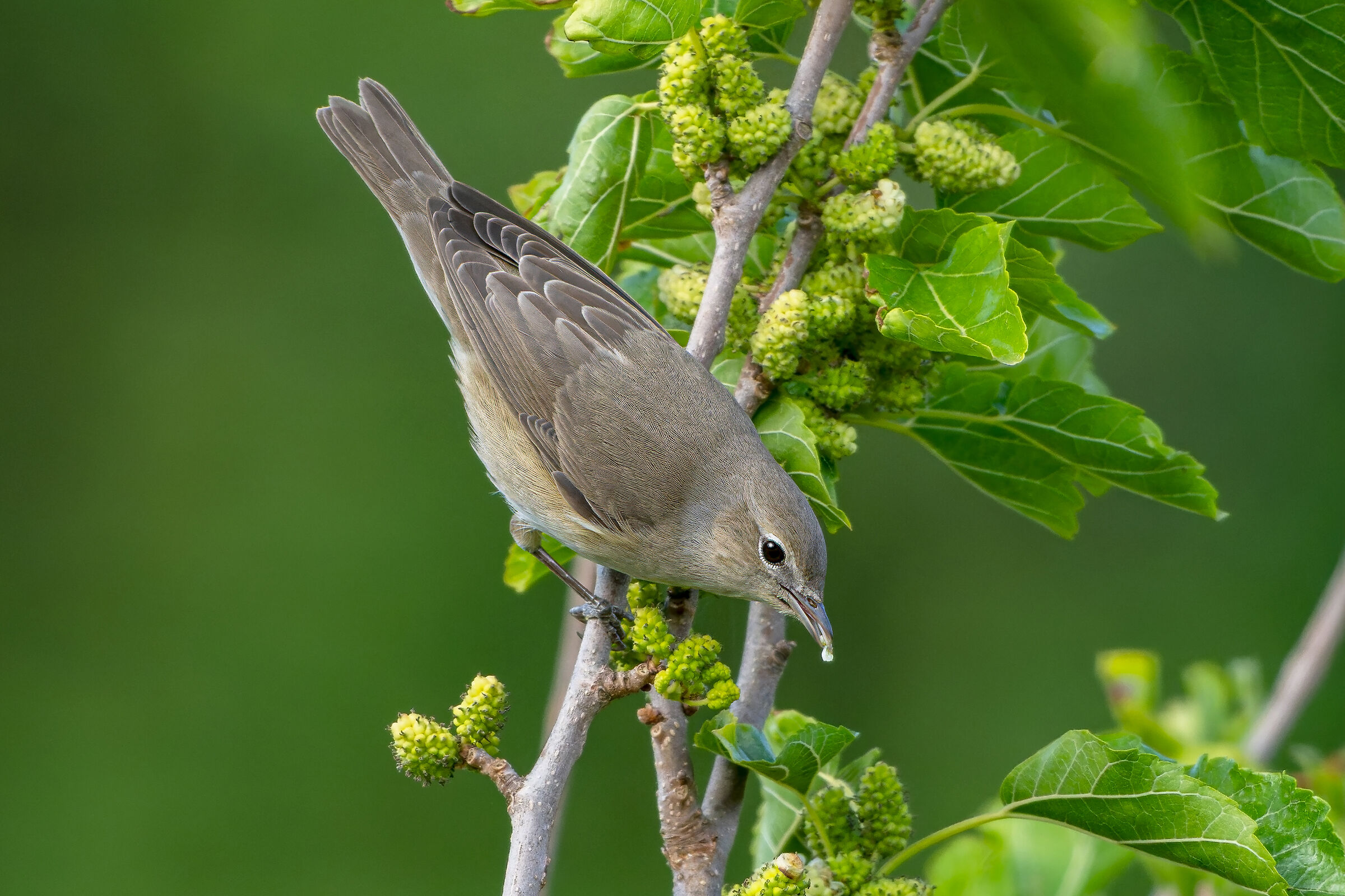 Garden warbler