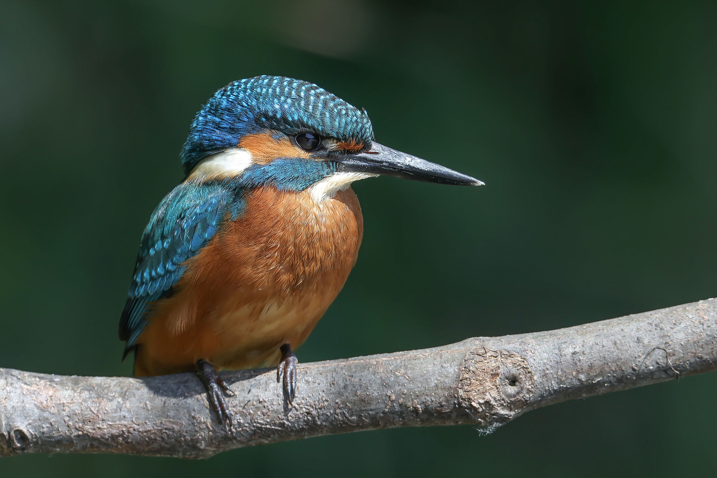 Kingfisher