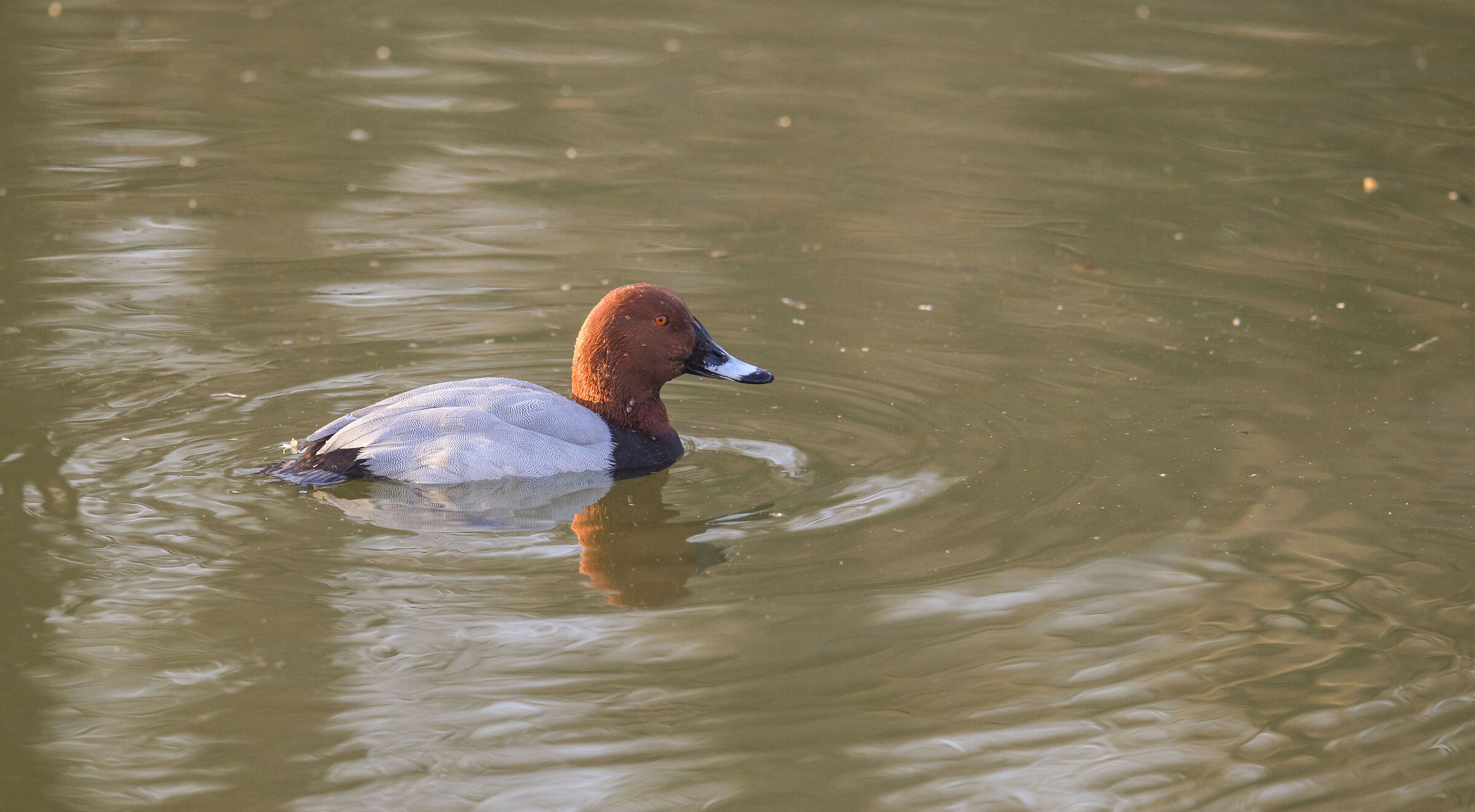 common pochard