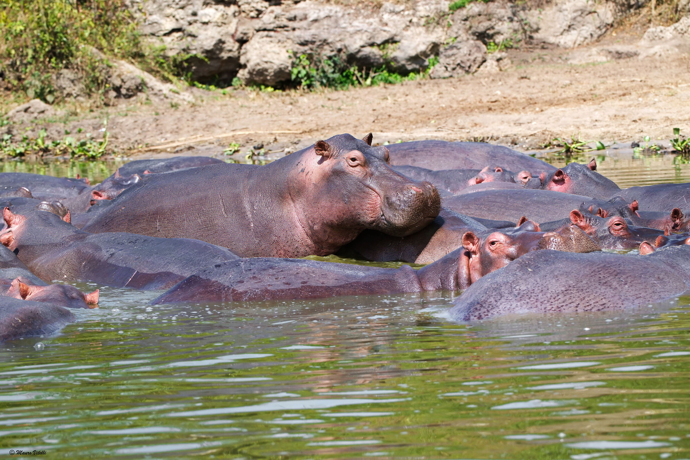 Hippos (Uganda)