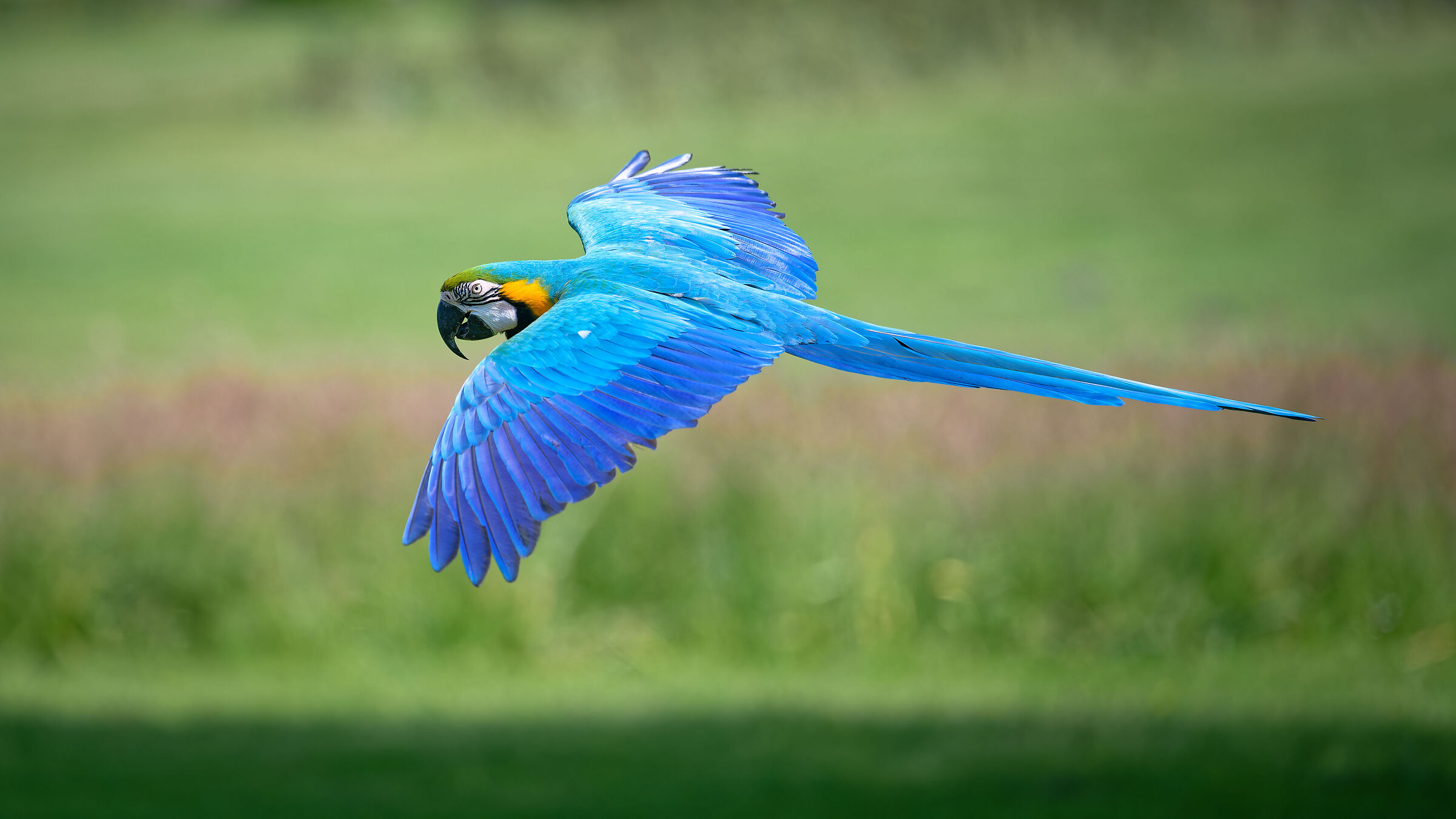 Parrot in flight 2