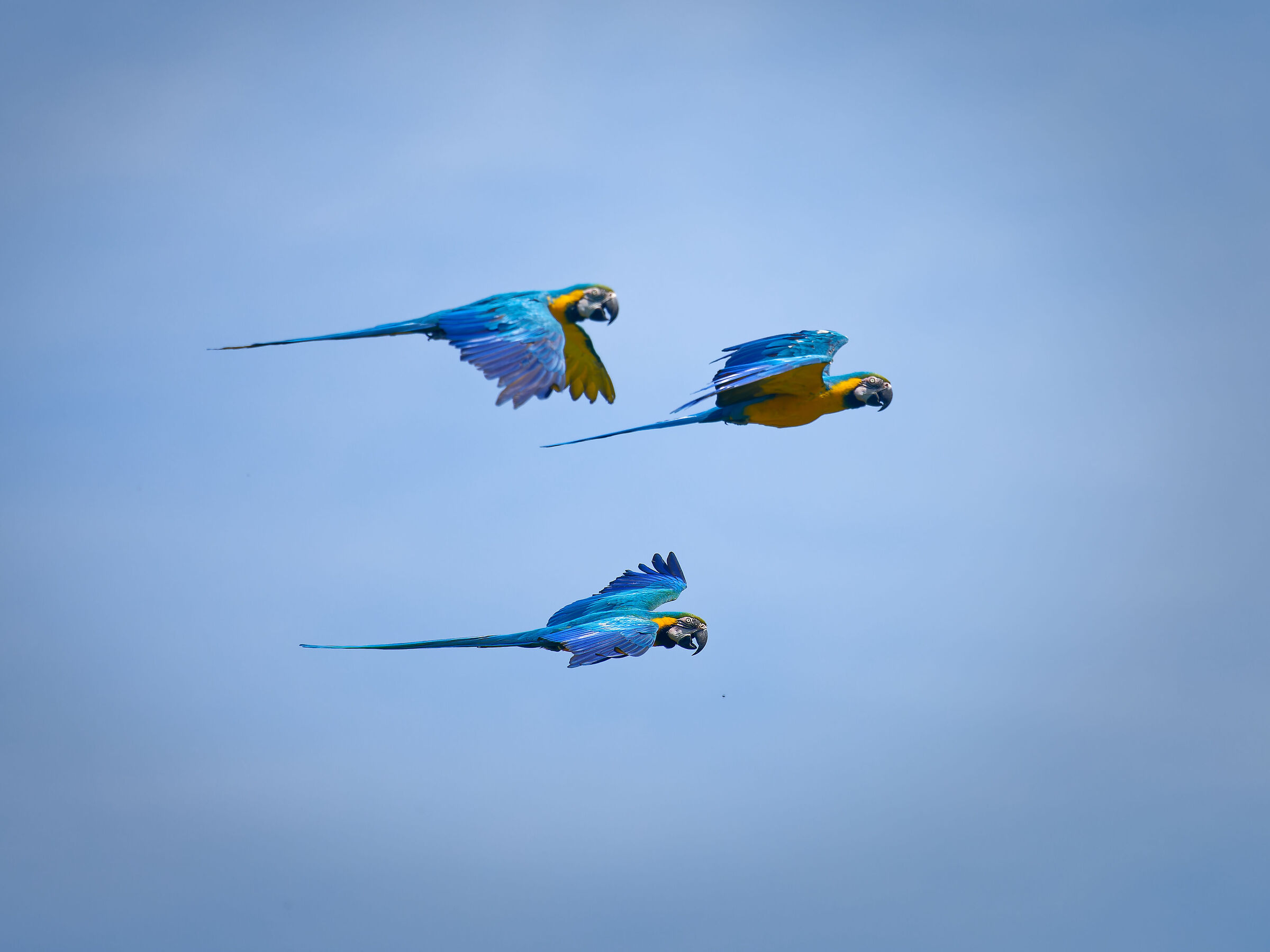 Parrot in flight 5