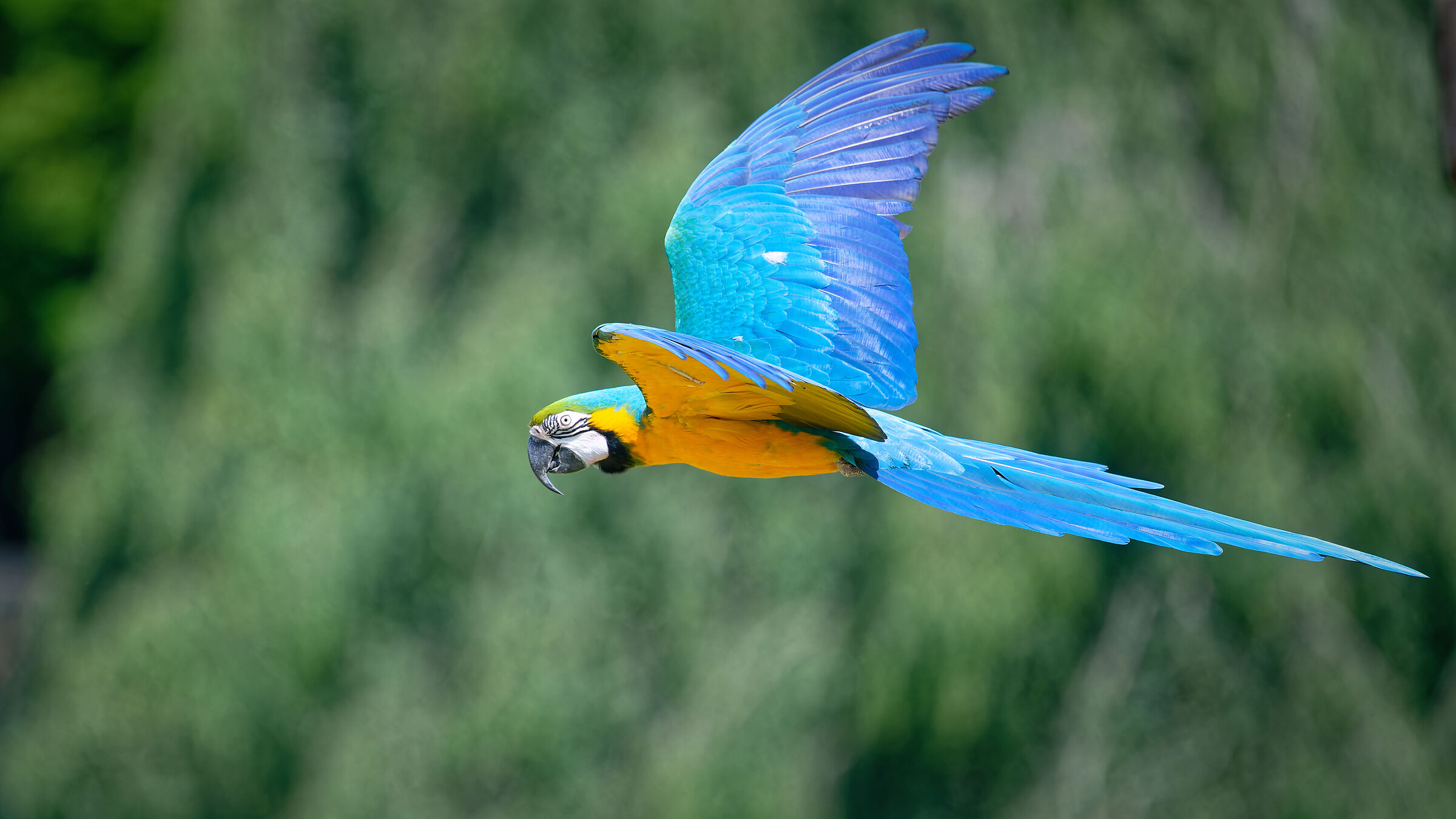 Parrot in flight 3
