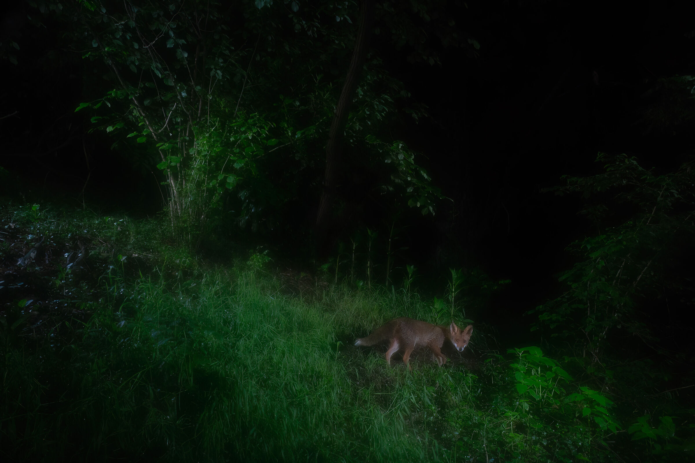 Lonely on a rainy night