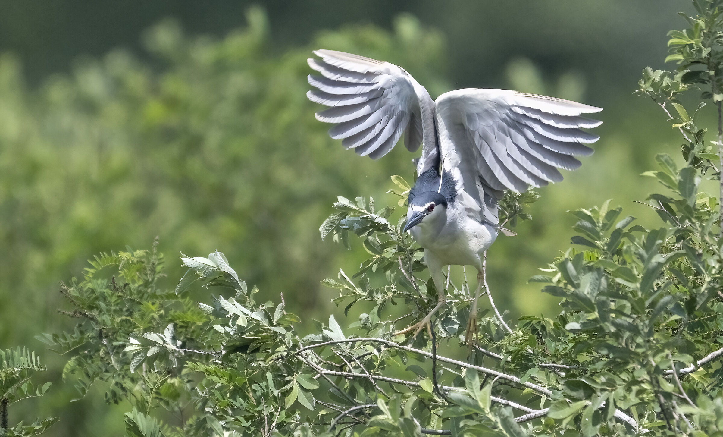 Departing Night Heron