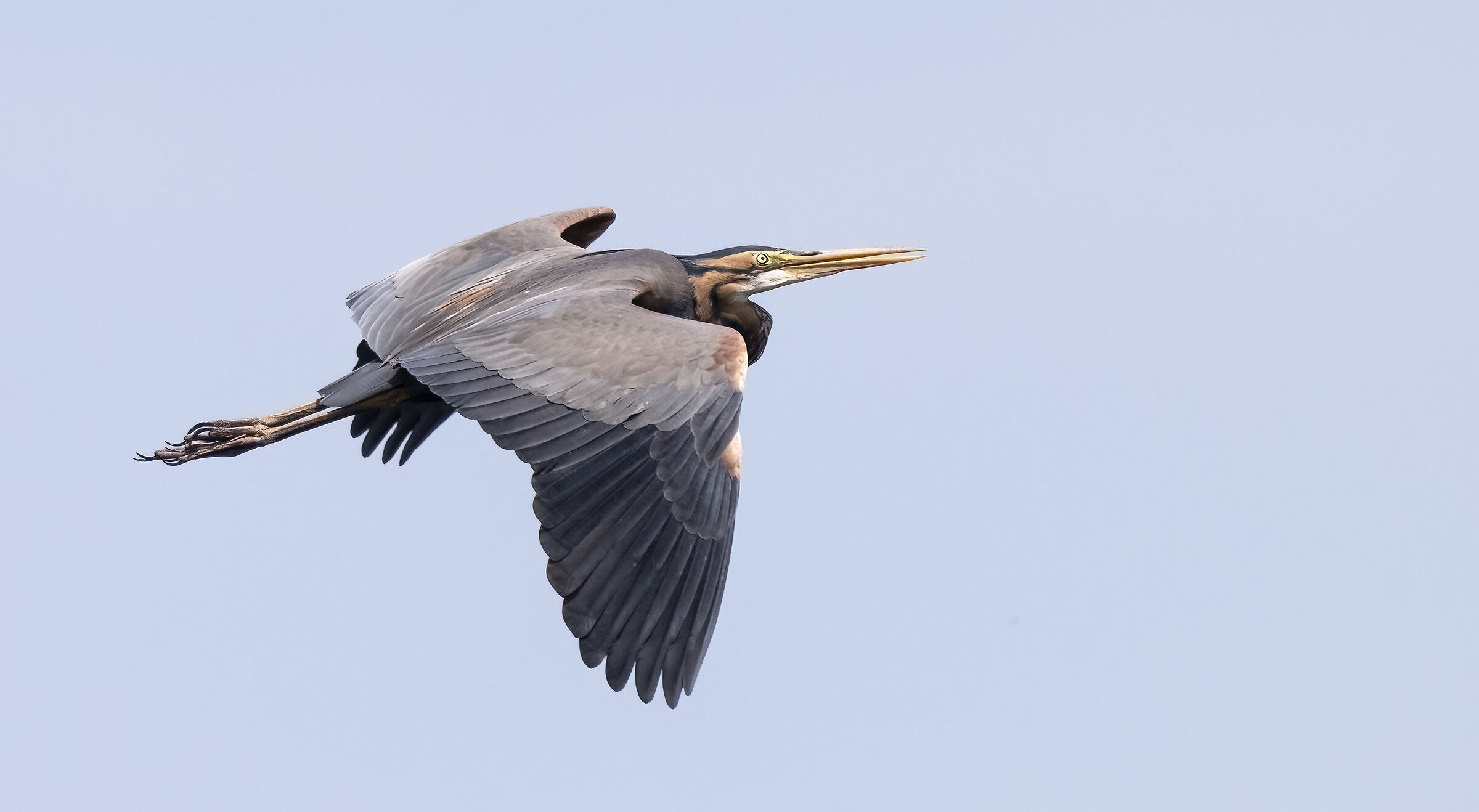 Purple heron