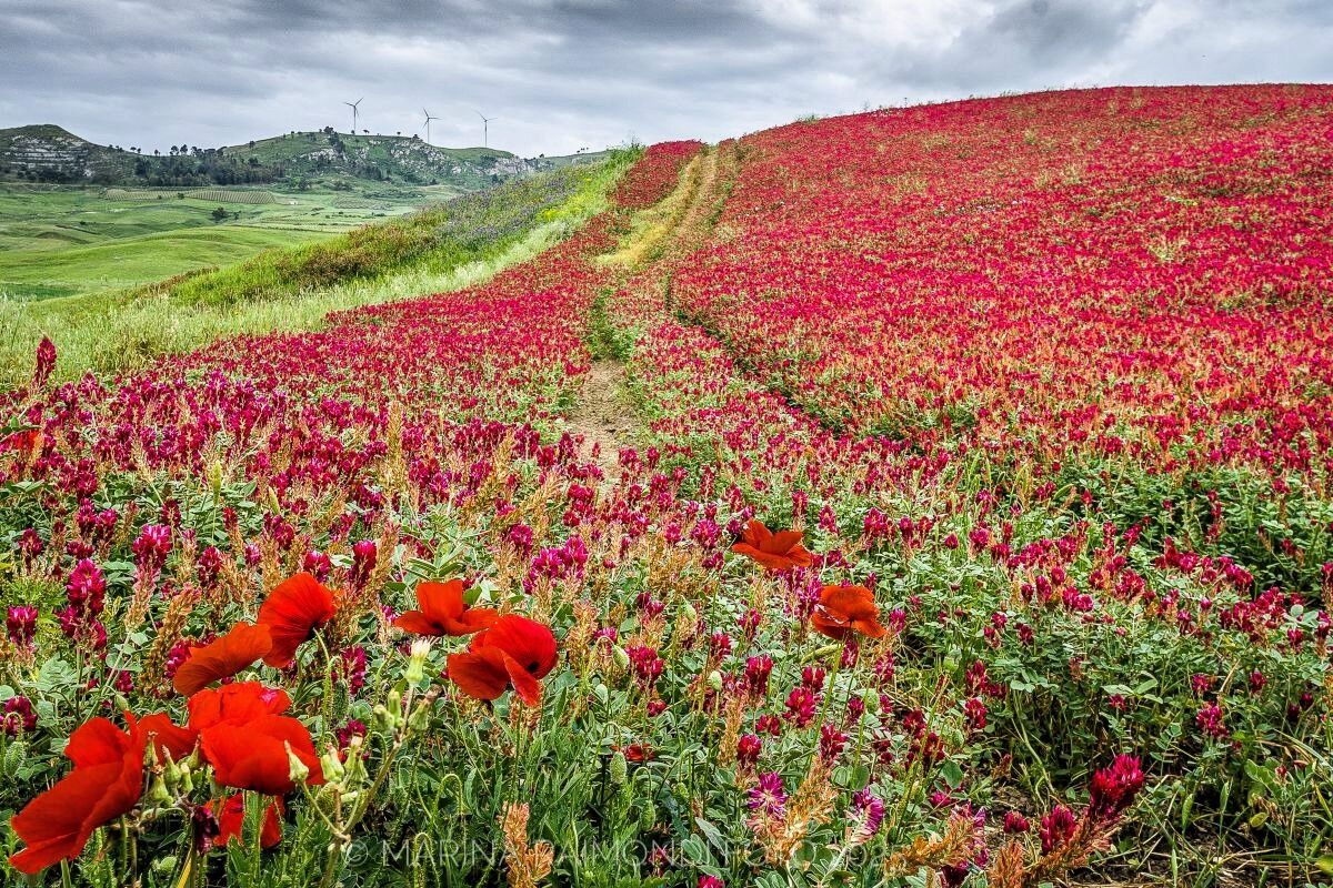 Valle del Belice_Campo di sulla