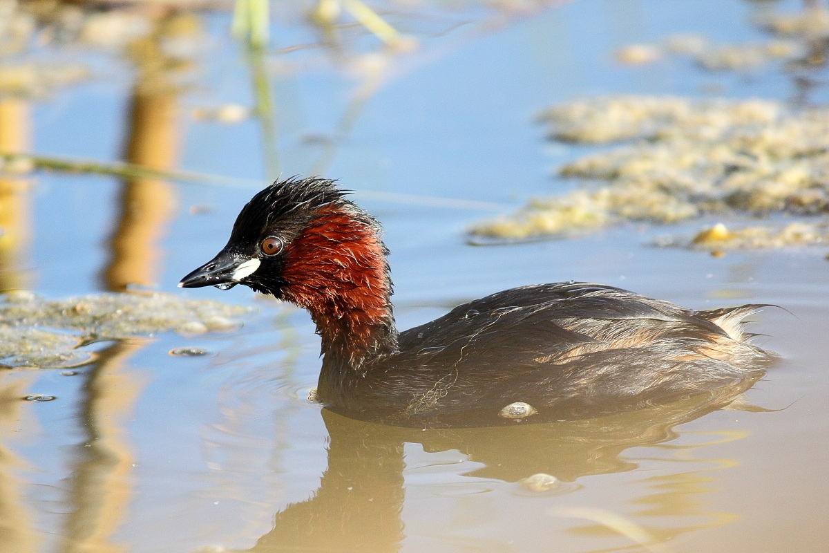 Tuffetto (Tachybaptus ruficollis)