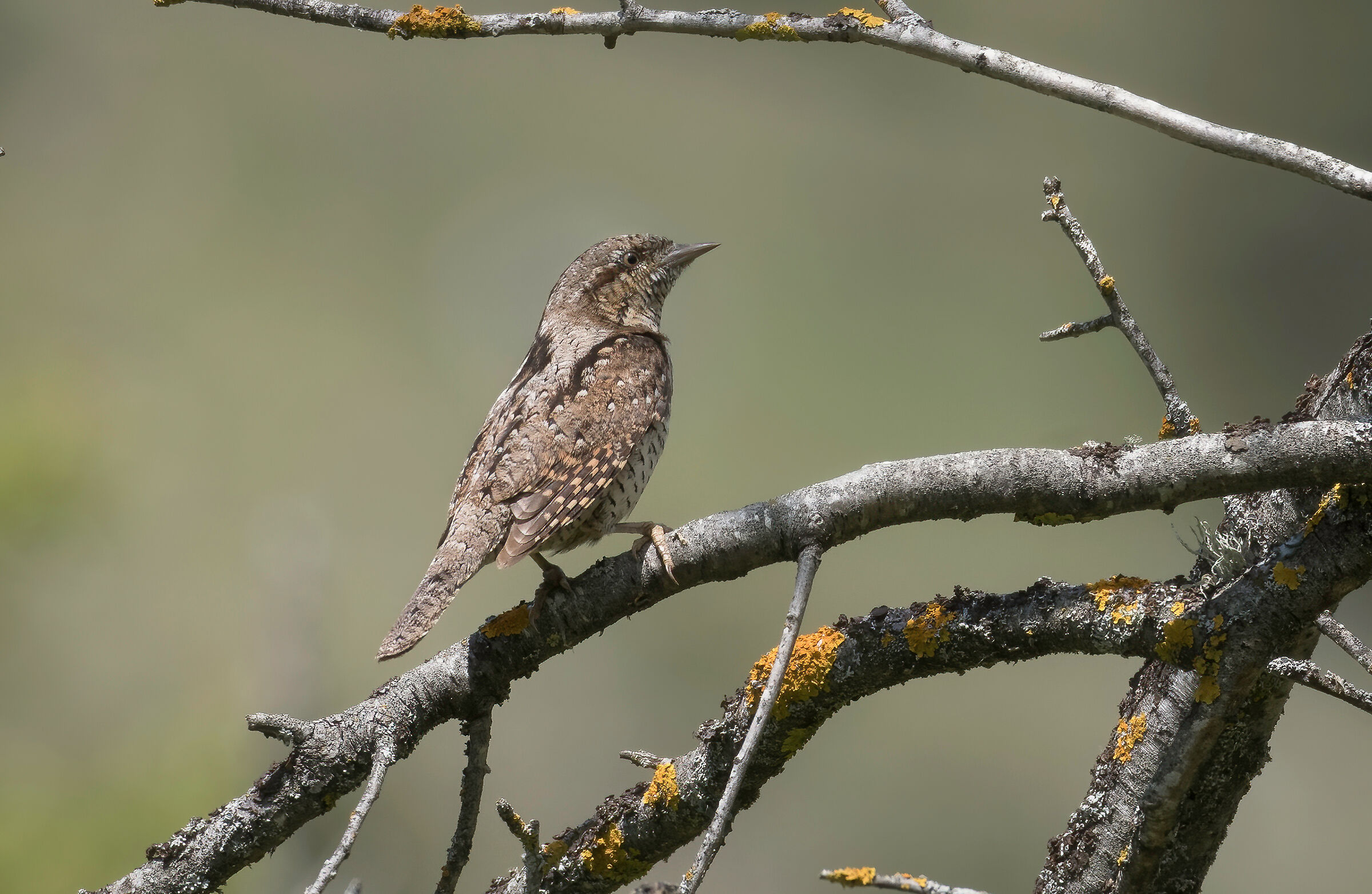 Wryneck