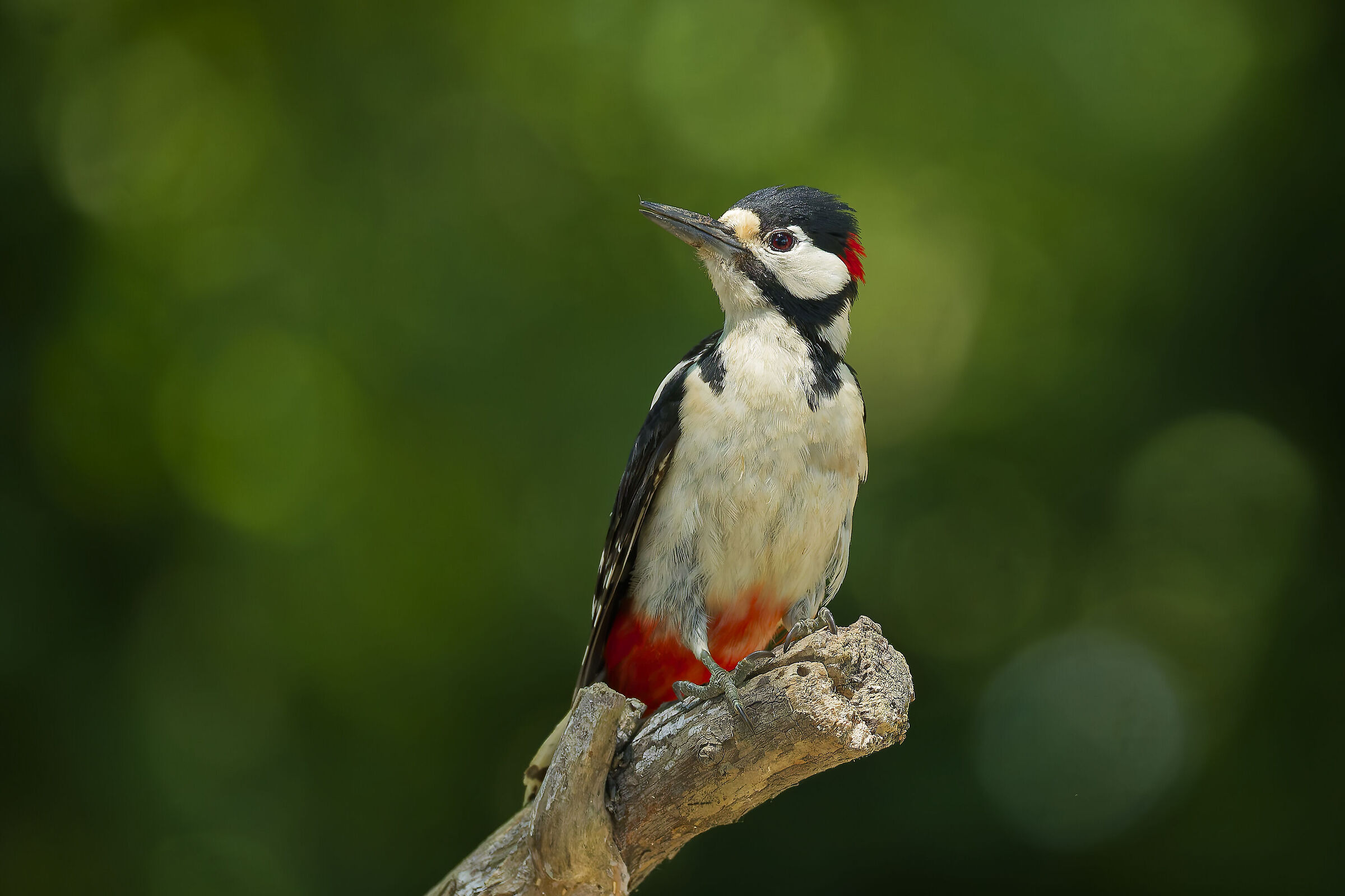 Spotted woodpecker