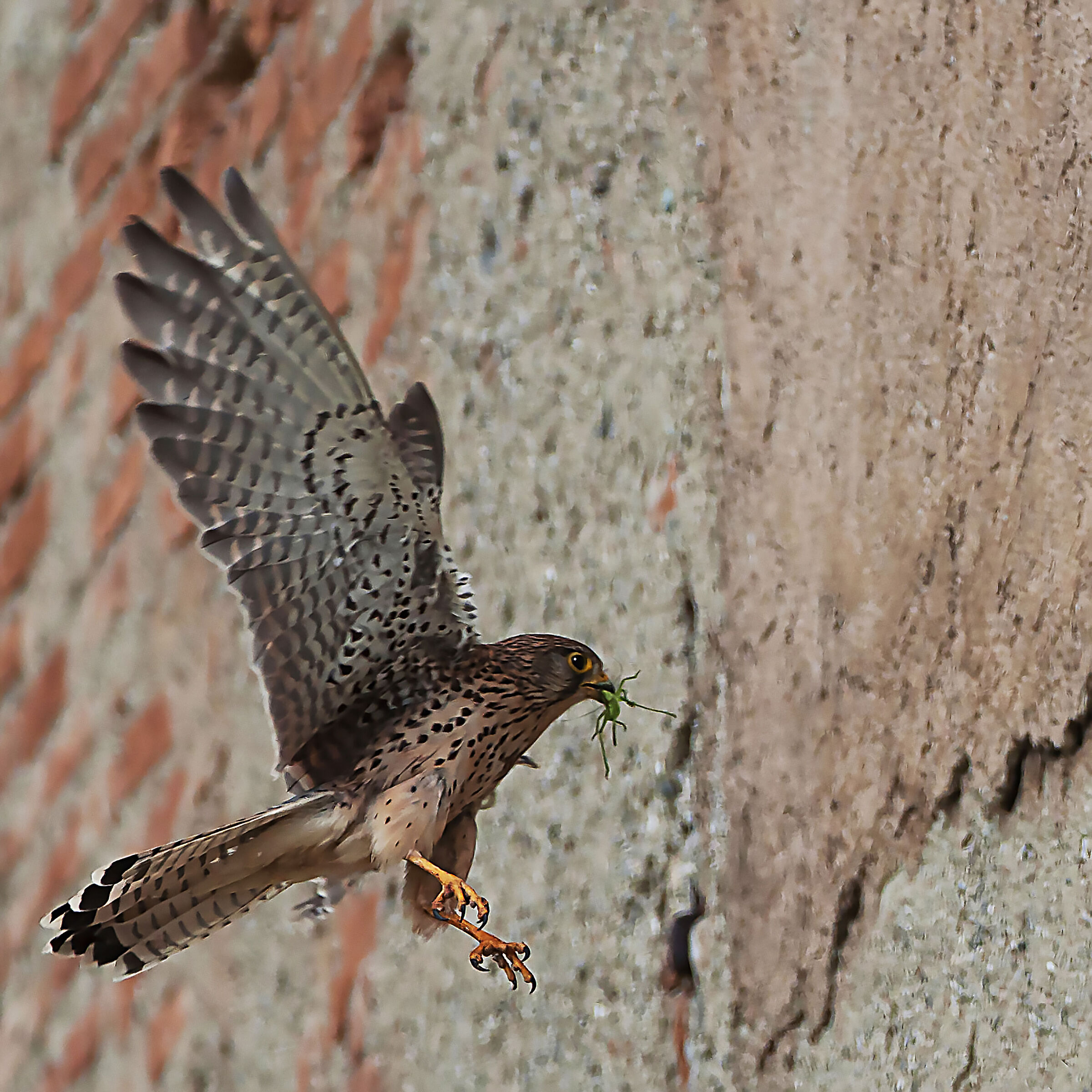 Kestrel