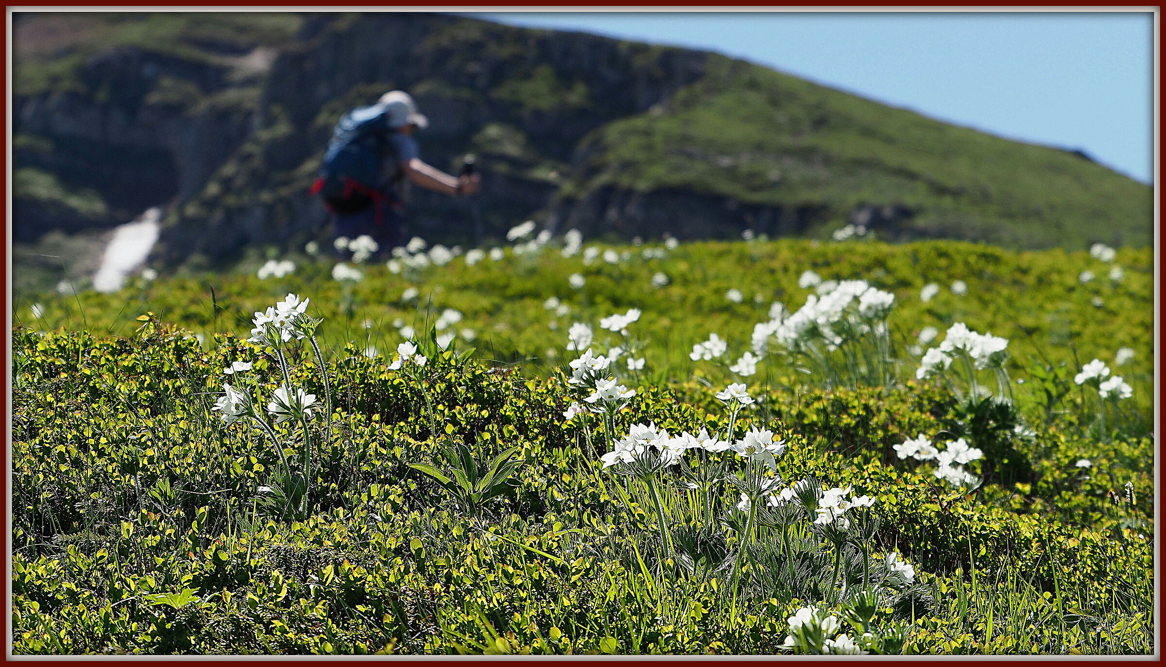 Wandering among the Anemones