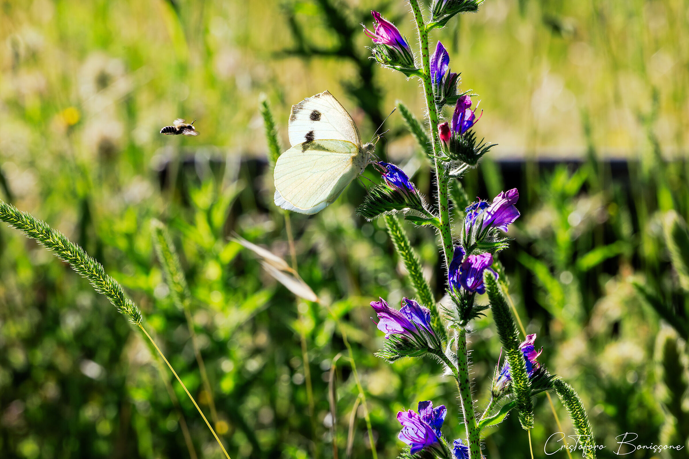 Bee VS Butterfly The Ambush