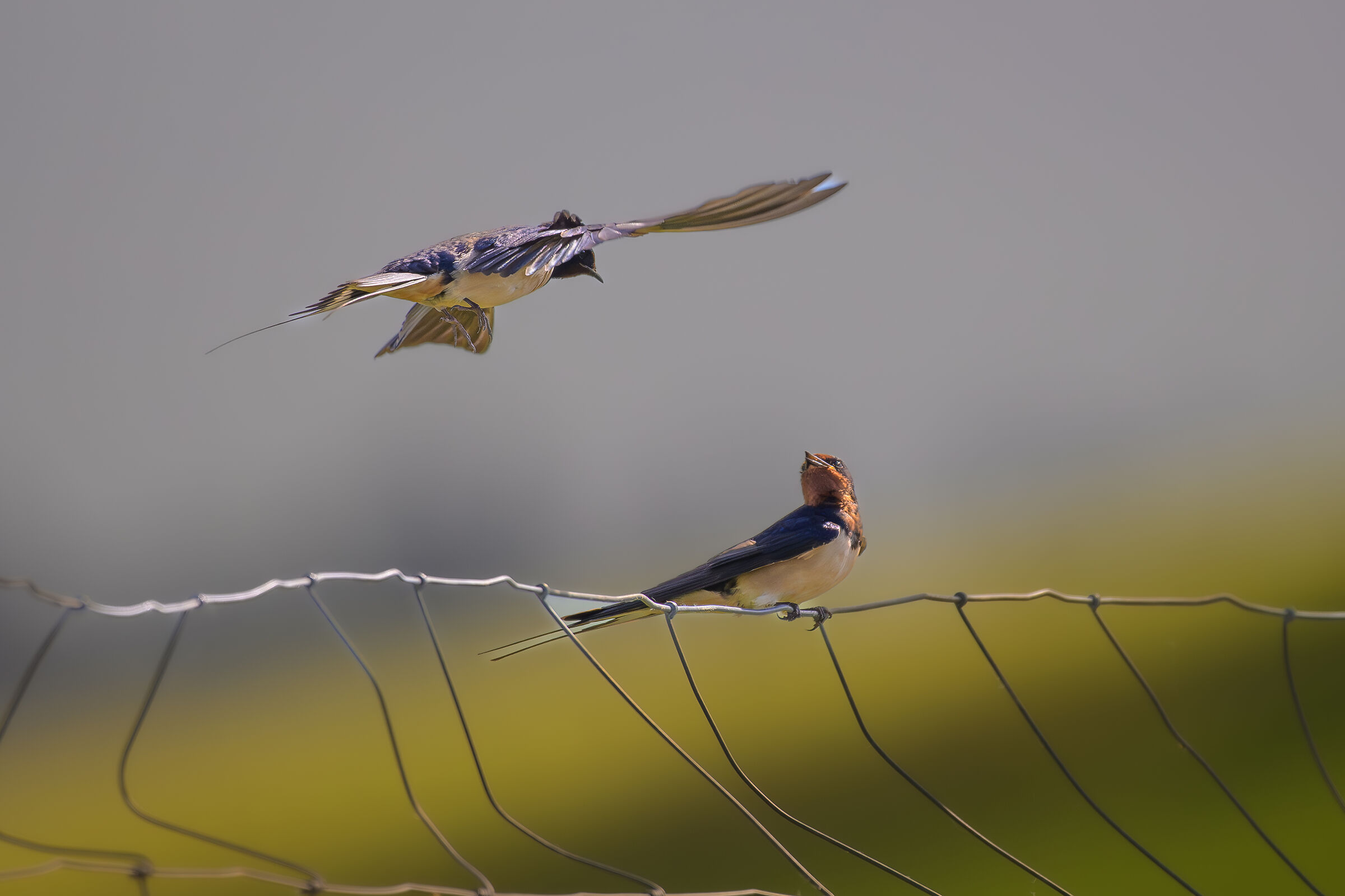 Mischievous swallows