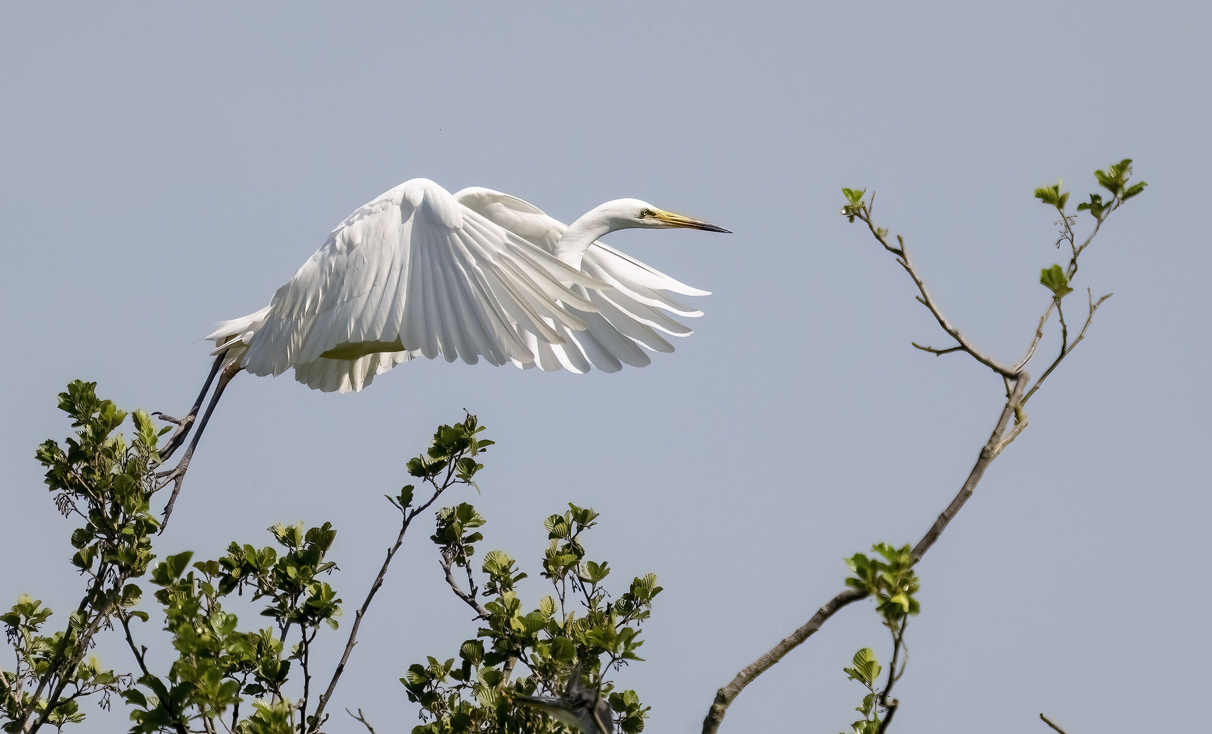 White Heron in detachment
