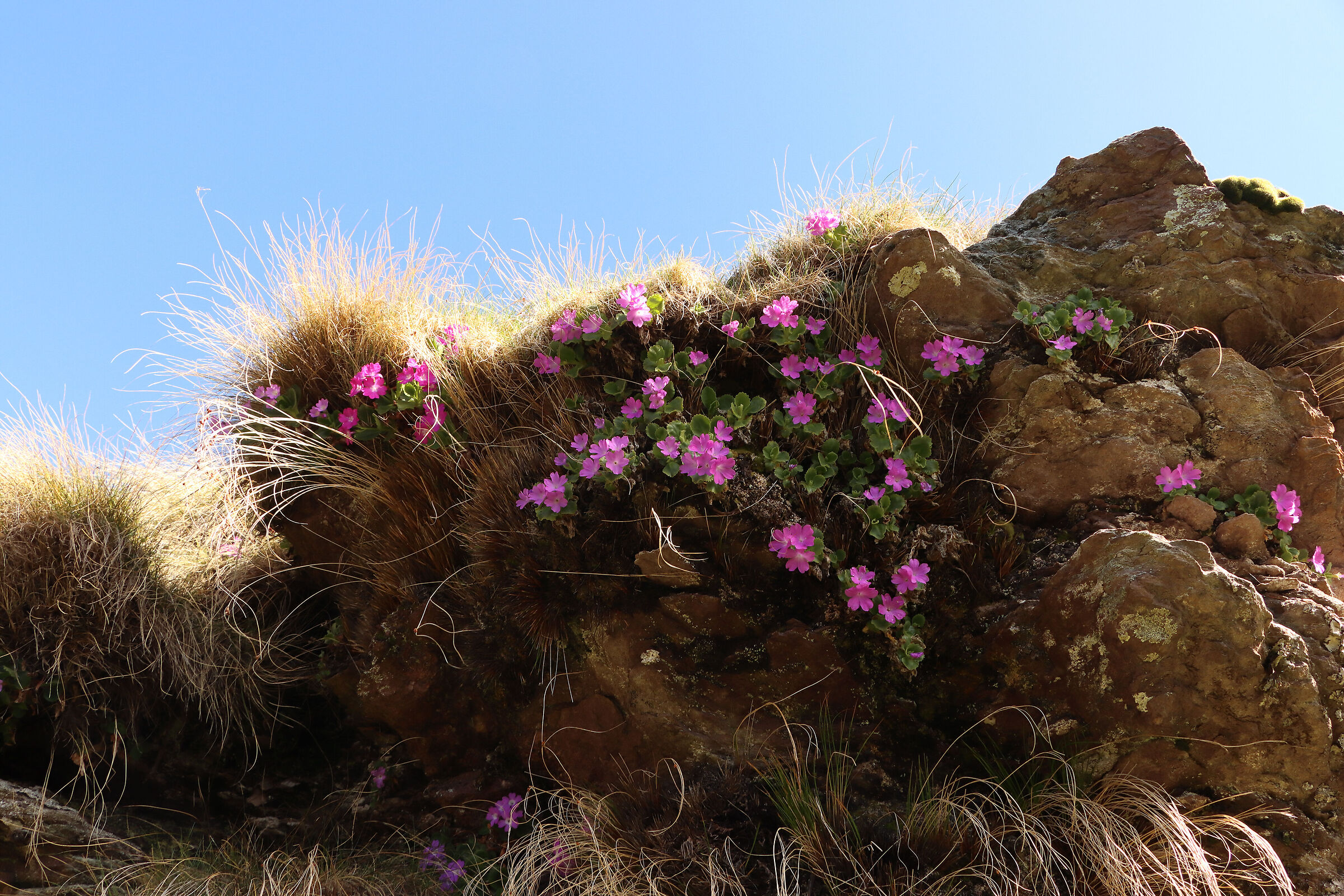 Primroses in shelter