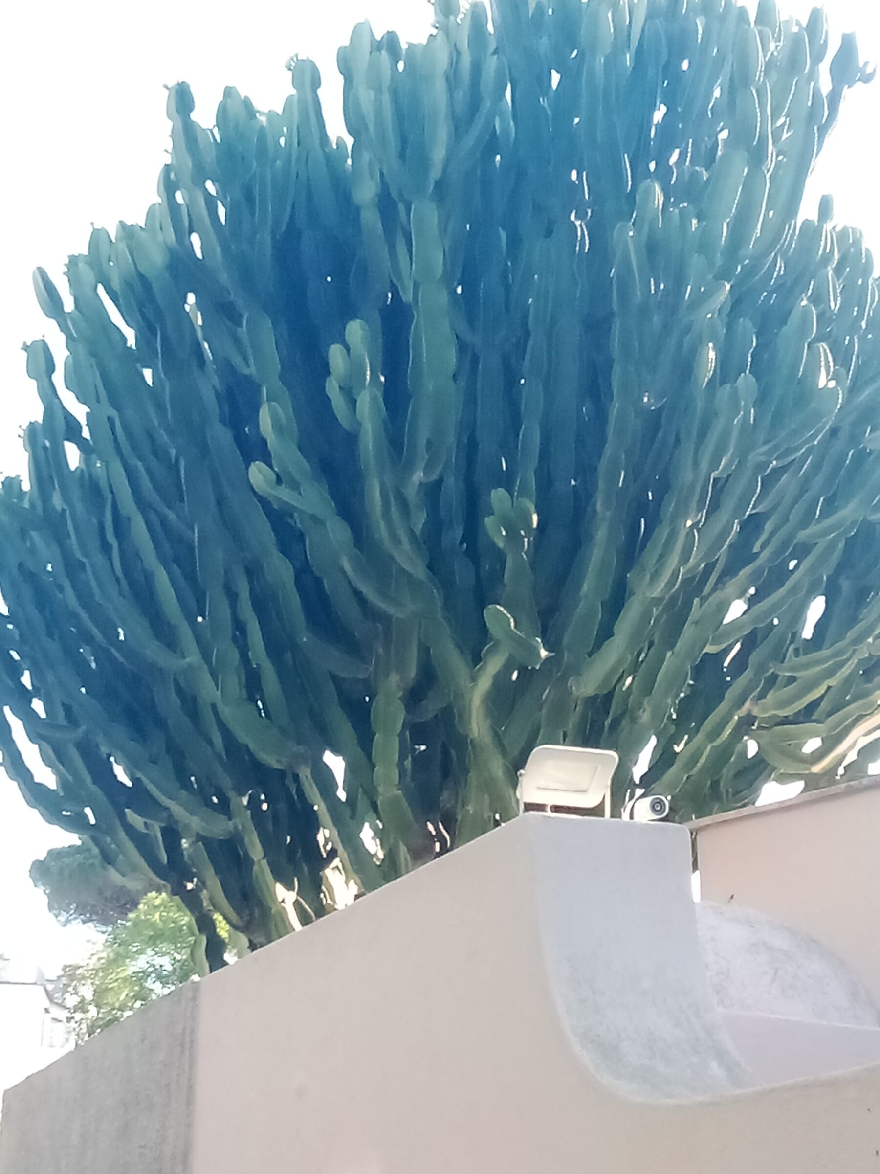 Forio d' Ischia villa with a giant succulent plant.