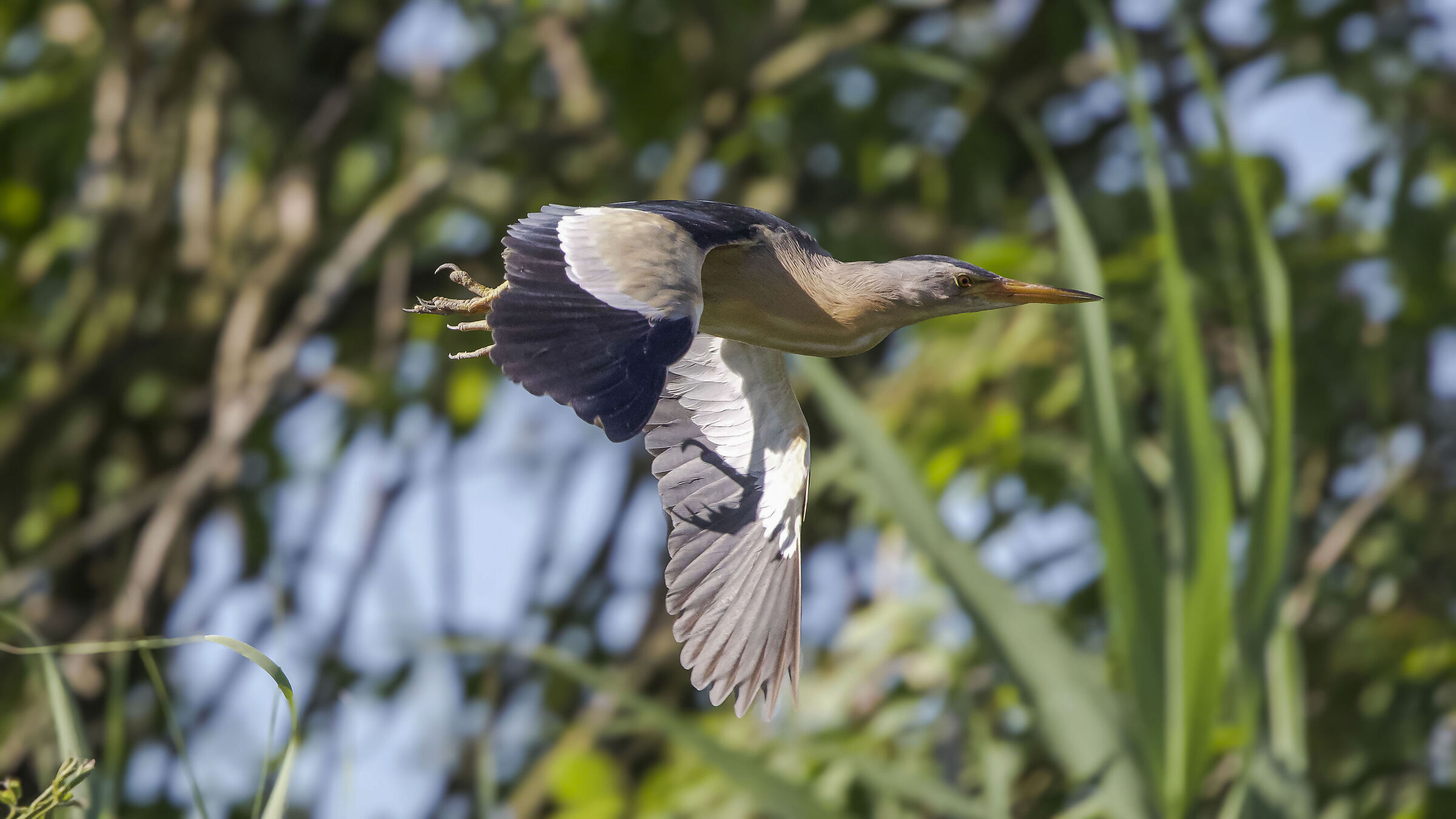 Little Bittern M.