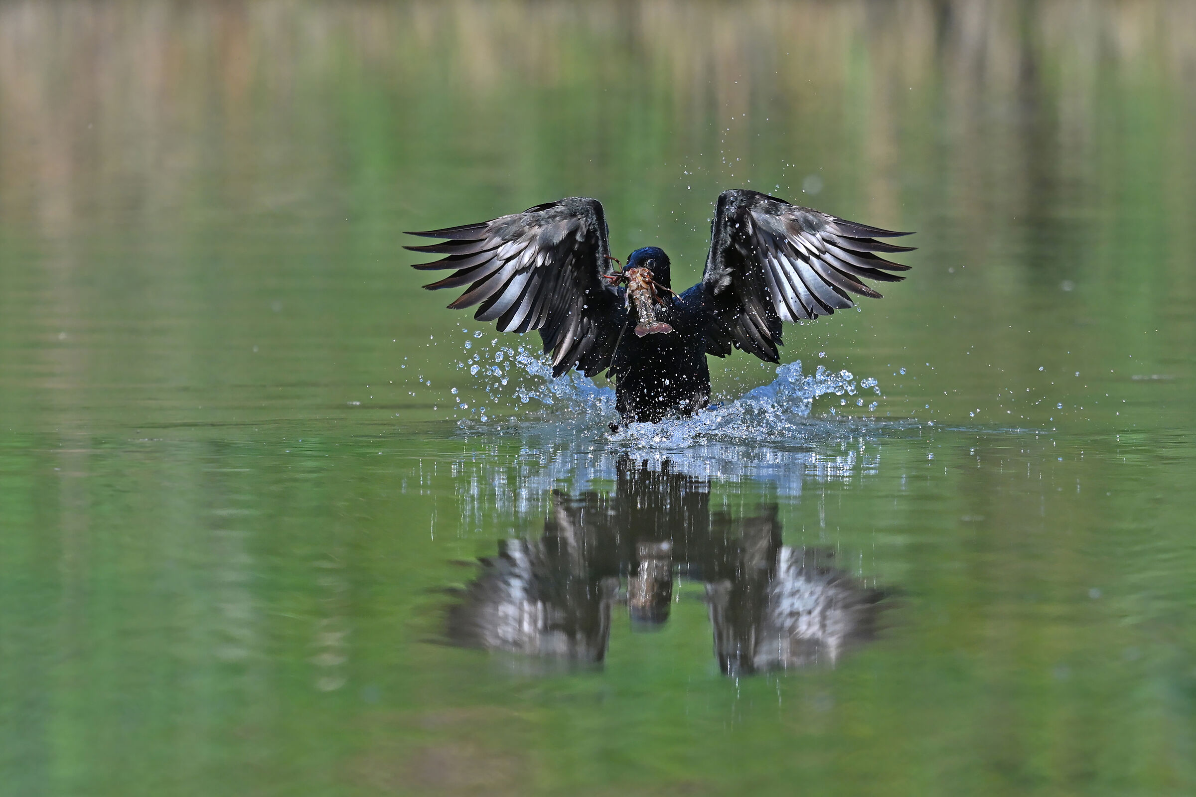 Stories of feathers 3 (Marangone)