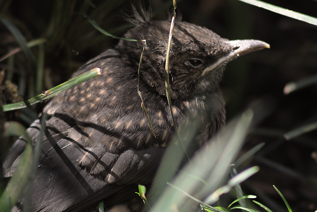 merlotto caduto dal nido