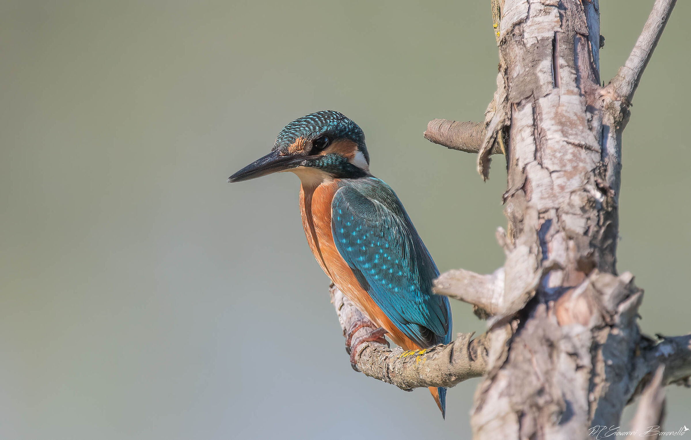 Kingfisher
