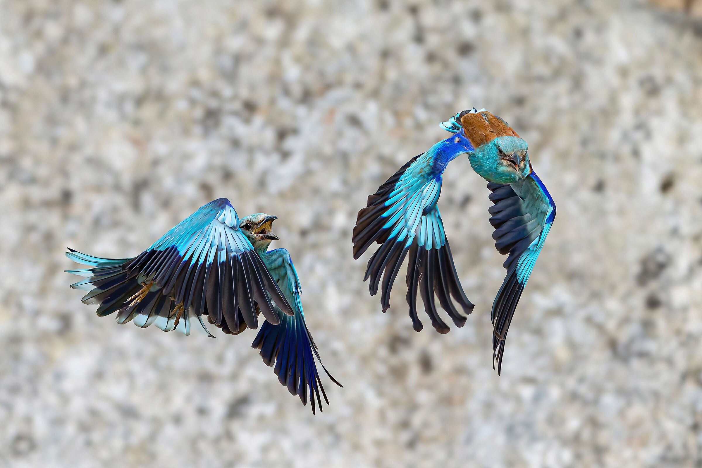 La battaglia delle ghiandaie marine