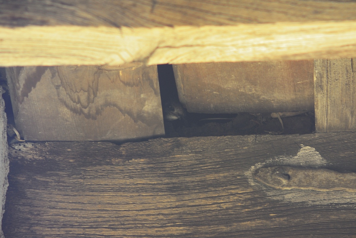 rondine che guarda dal nido