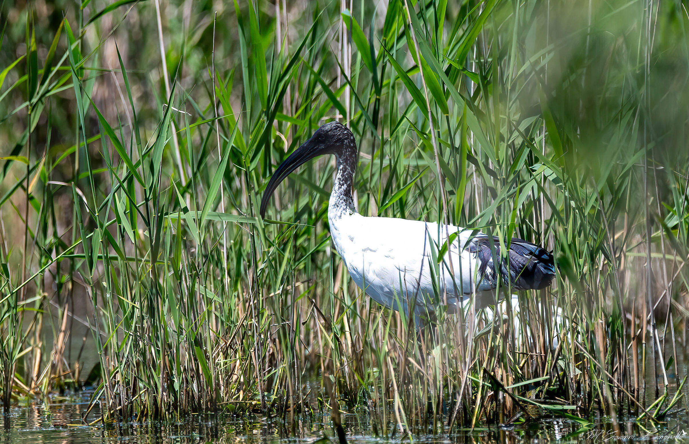 Sacred Ibis