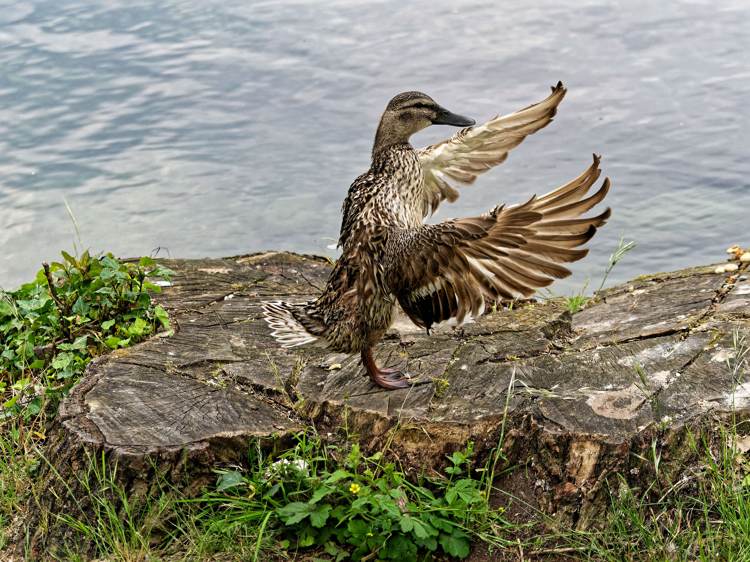 Mallard Female